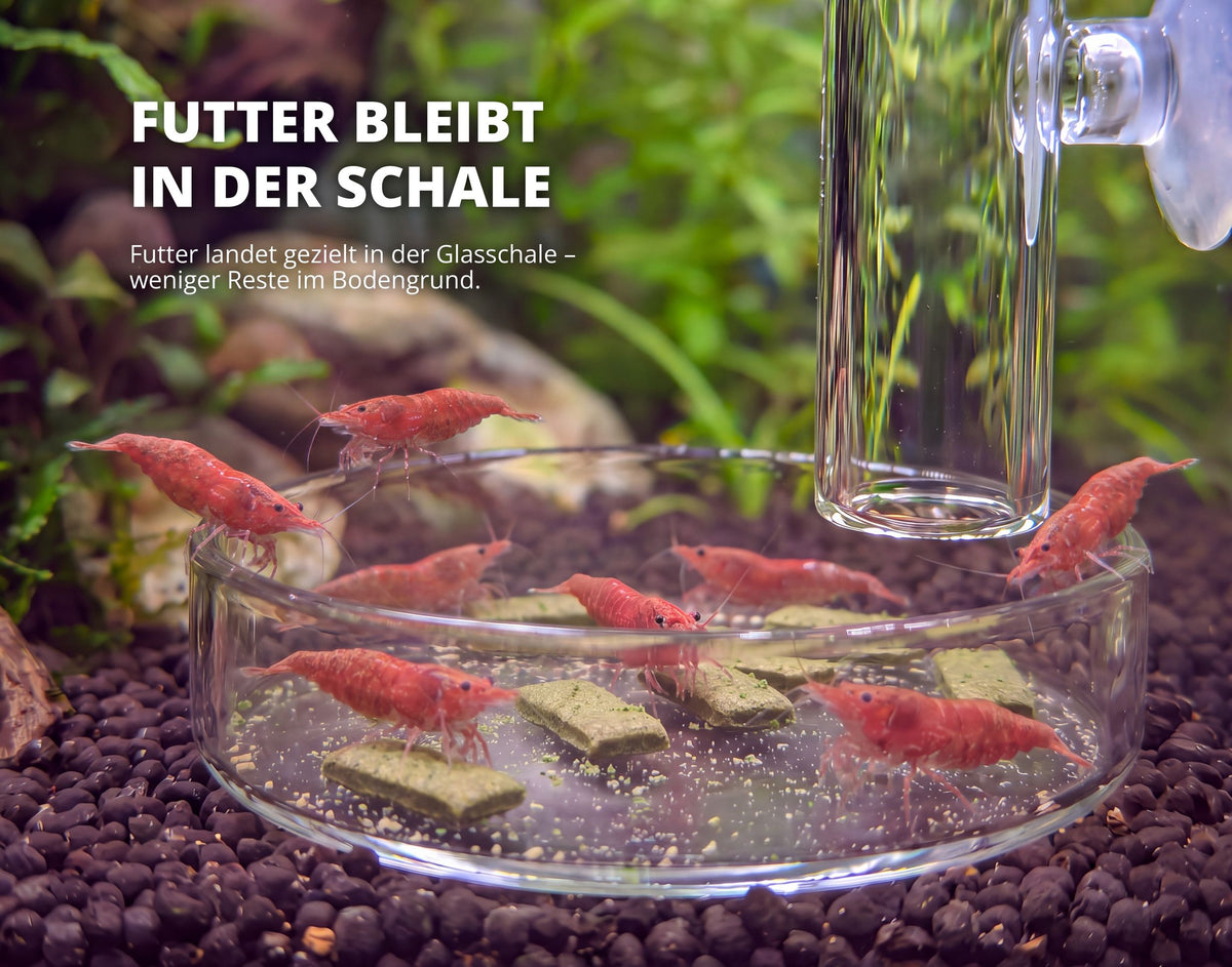 NatureHolic Futterrohr mit Glasschale – Garnelenfütterung im Aquarium