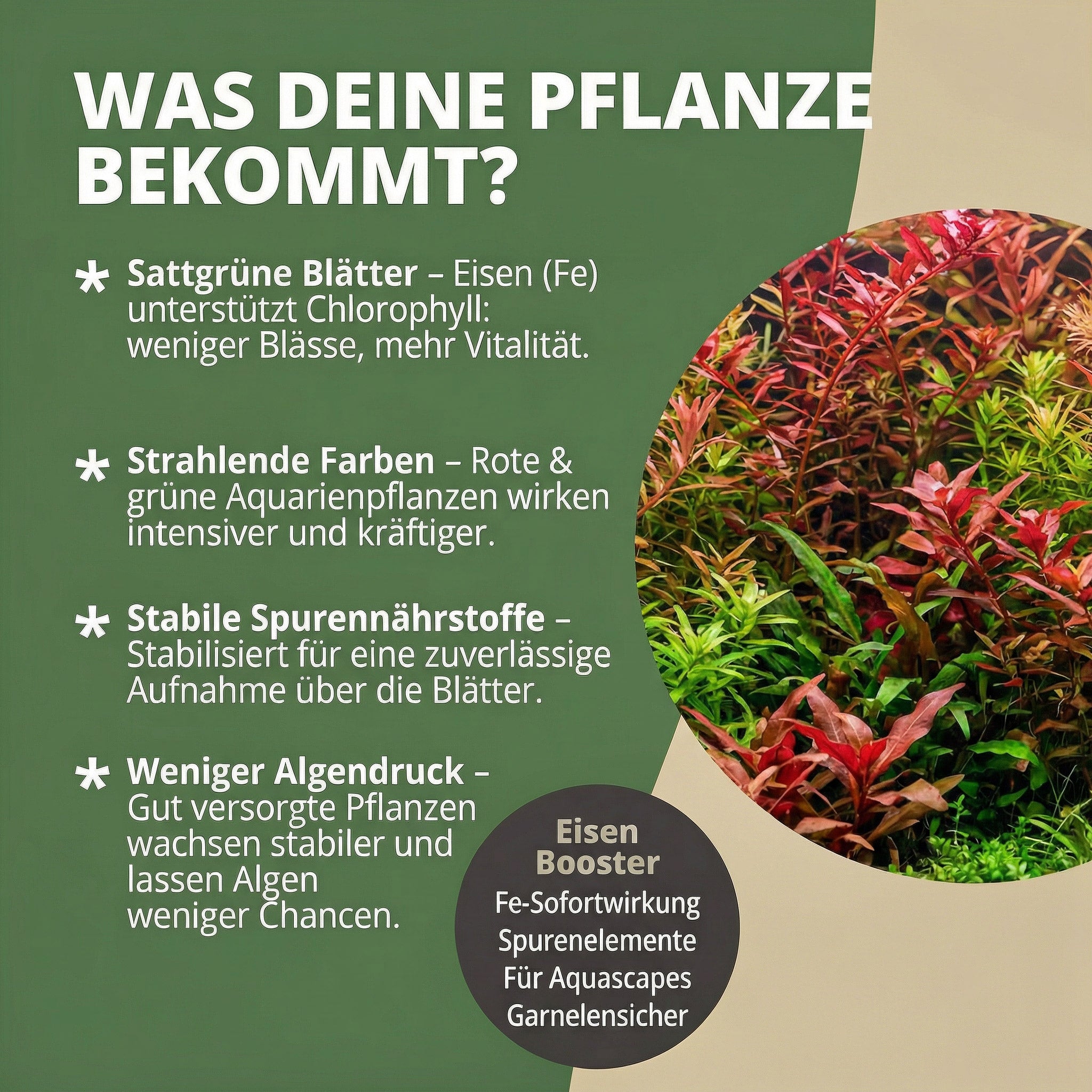 NatureHolic Eisendünger - flüssiger Eisen Aquariumdünger - Eisenboost!
