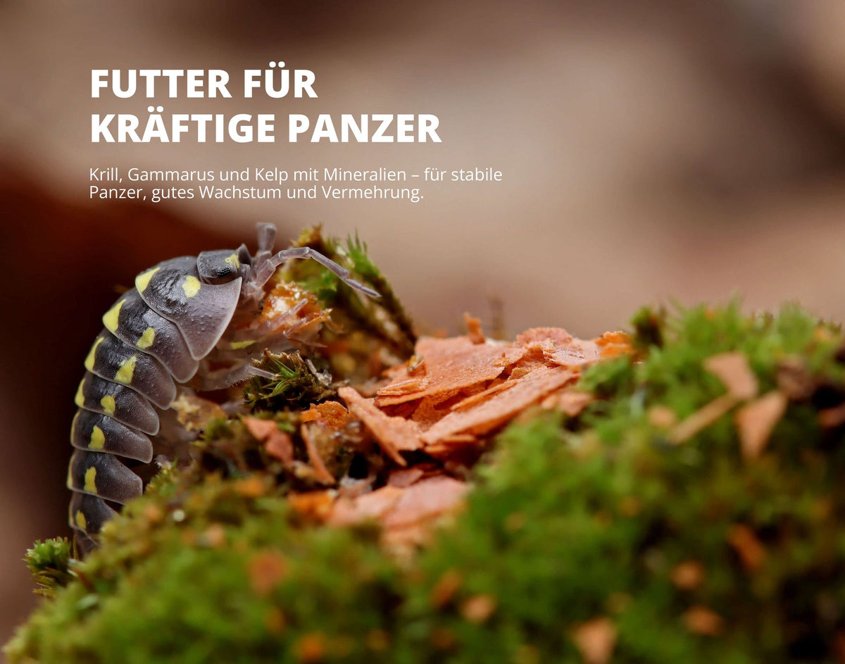 NatureHolic Assel 'Sorglos' Paket – Asselfeed, HydroProtect & TerrainBoost für Asseln im Terrarium