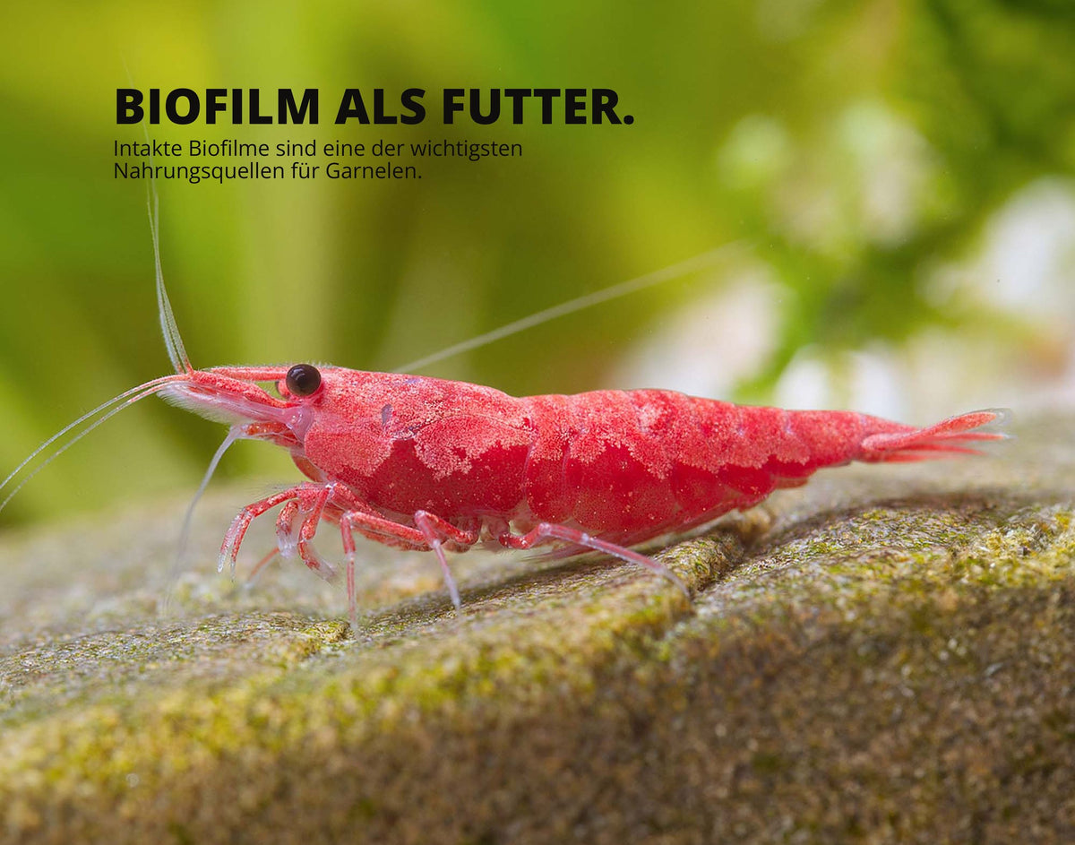 NatureHolic - Bacter Liquid - 125ml - Filterstarterbakterien