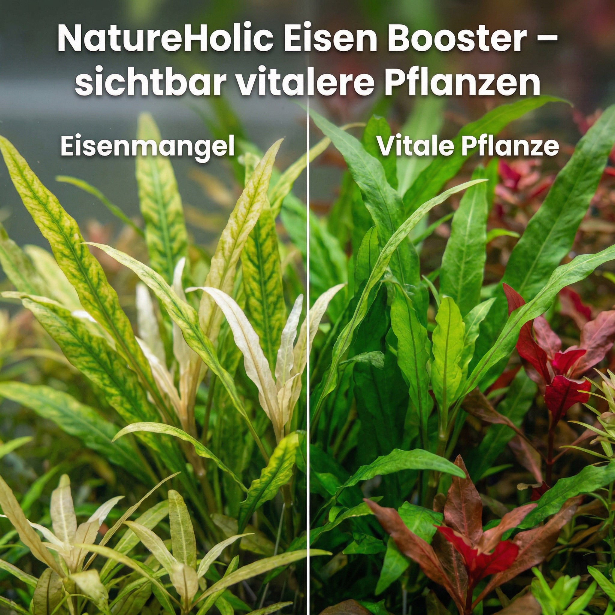 NatureHolic Eisendünger - flüssiger Eisen Aquariumdünger - Eisenboost!