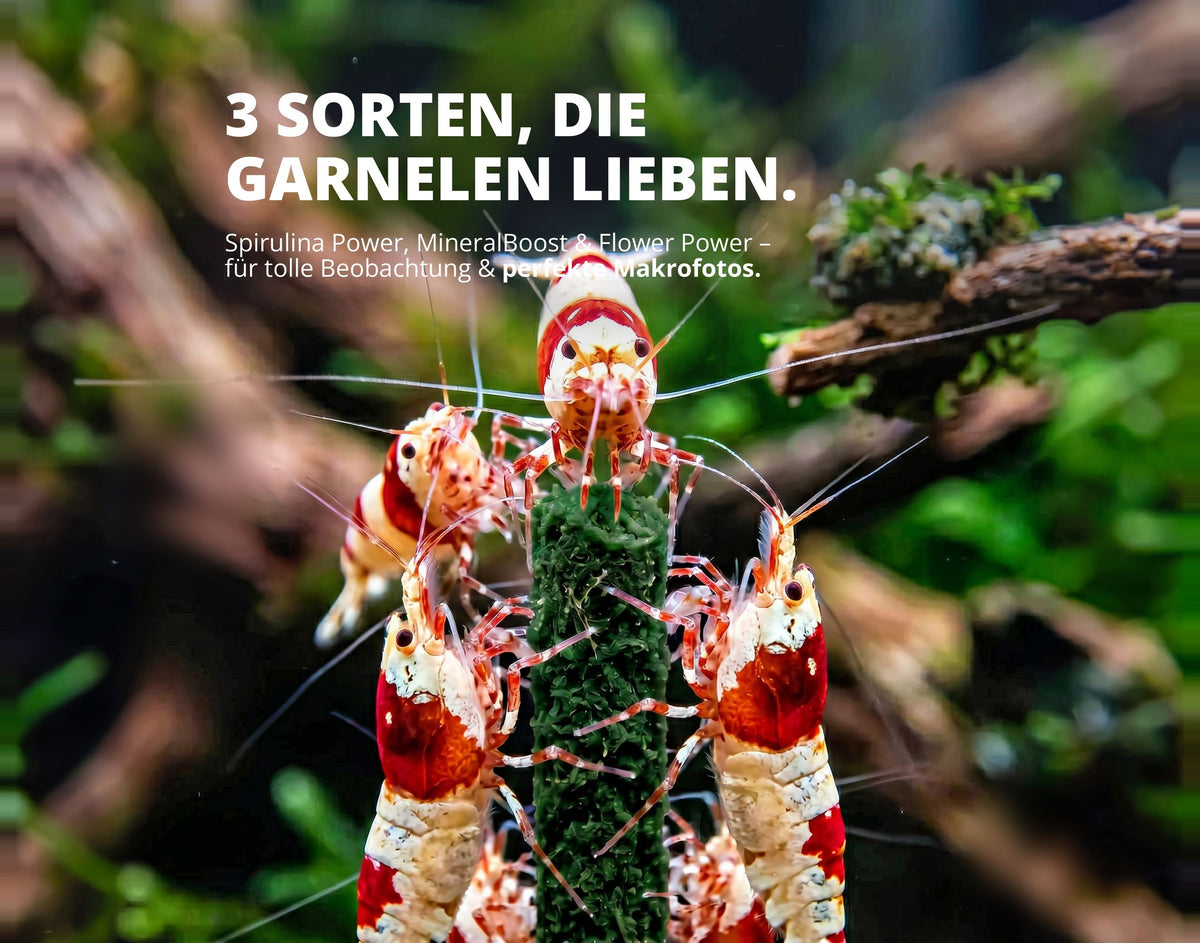 NatureHolic Garnelen Lollies Set - 15x Garnelen Lollis fürs Aquarium