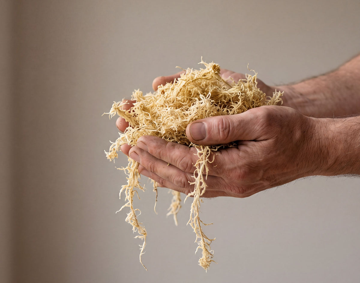 NatureHolic Sphagnum Moos - für Terrarien
