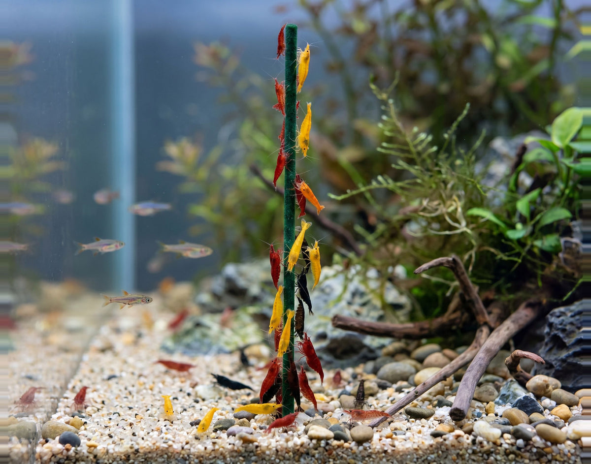 NatureHolic Garnelen Lollies Set - 15x Garnelen Lollis fürs Aquarium