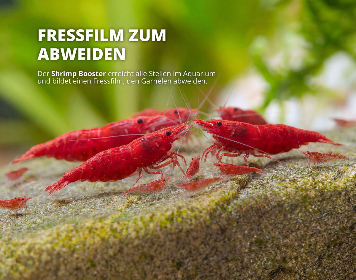 NatureHolic Shrimp BOOSTER - Garnelendünger - 30 ml