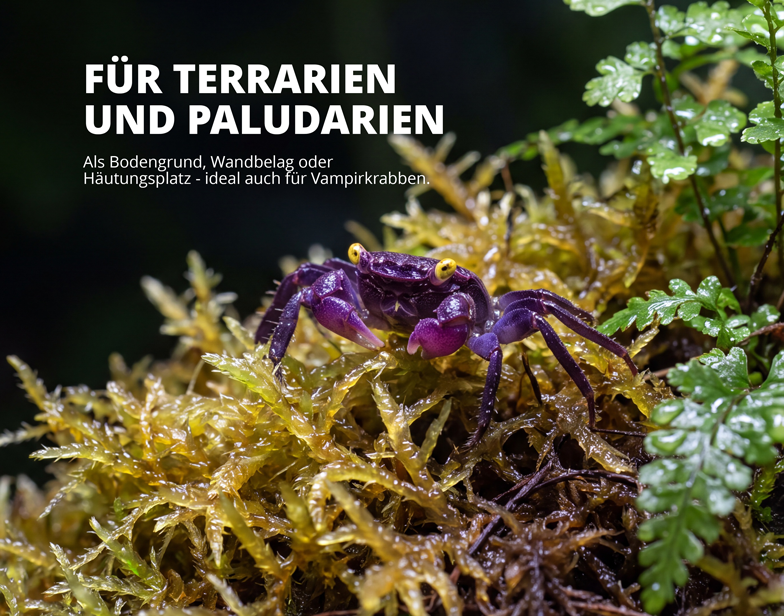 NatureHolic Sphagnum Moos - für Terrarien