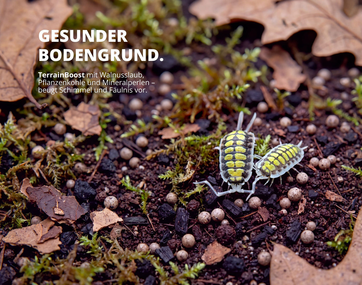 NatureHolic Assel 'Sorglos' Paket – Asselfeed, HydroProtect & TerrainBoost für Asseln im Terrarium