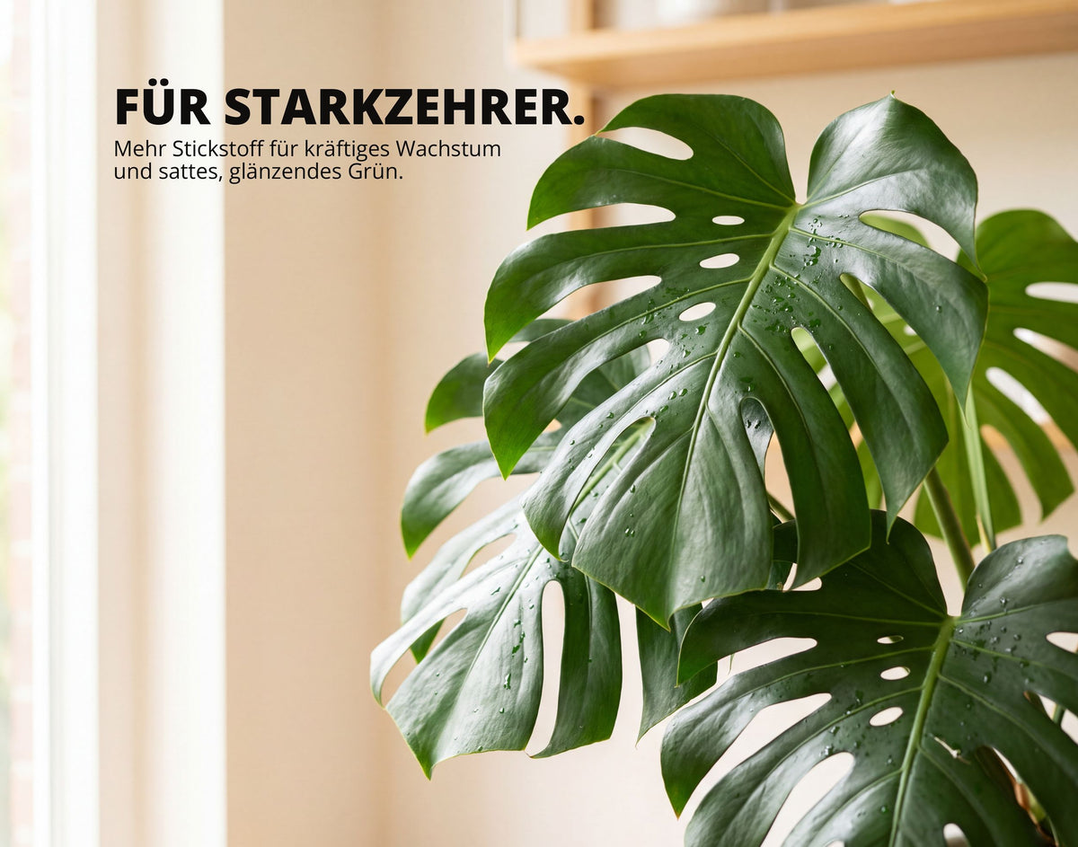 NatureHolic Monstera Dünger - Biologischer Zimmerpflanzendünger - 1000ml