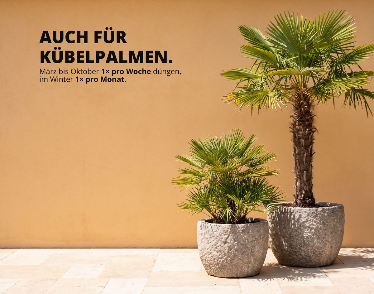 NatureHolic Palmendünger - Flüssig - 1000ml