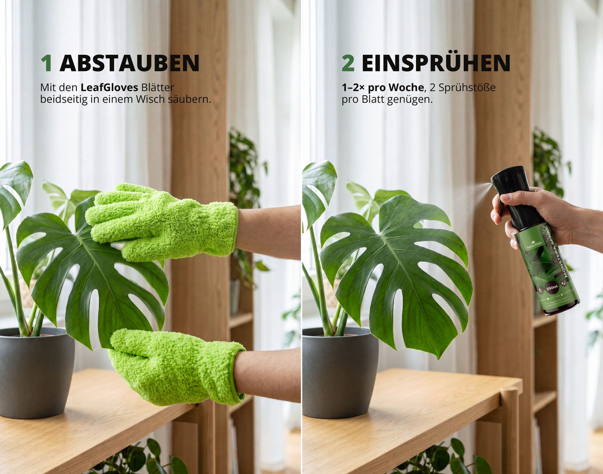 NatureHolic - Blattpflege-Set - Pflegehandschuhe + Blattspray 250 ml