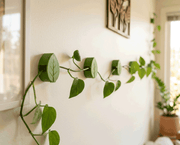 NatureHolic Pflanzenclips für Kletterpflanzen