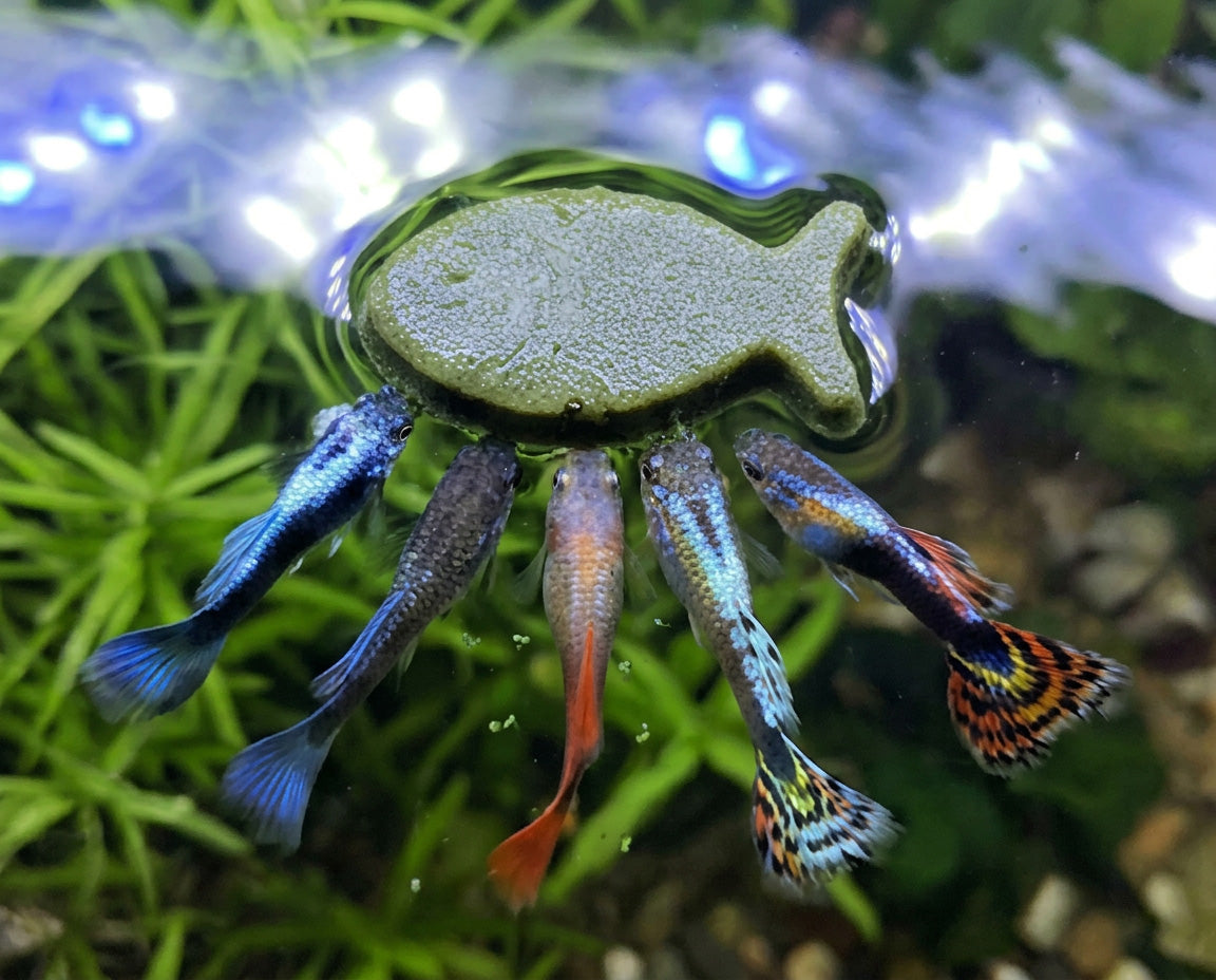 NatureHolic Aqua Gelato  - die kühle Sommer-Erfrischung für deine Aquarium Tiere!