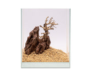 Cliff ancient Cypress