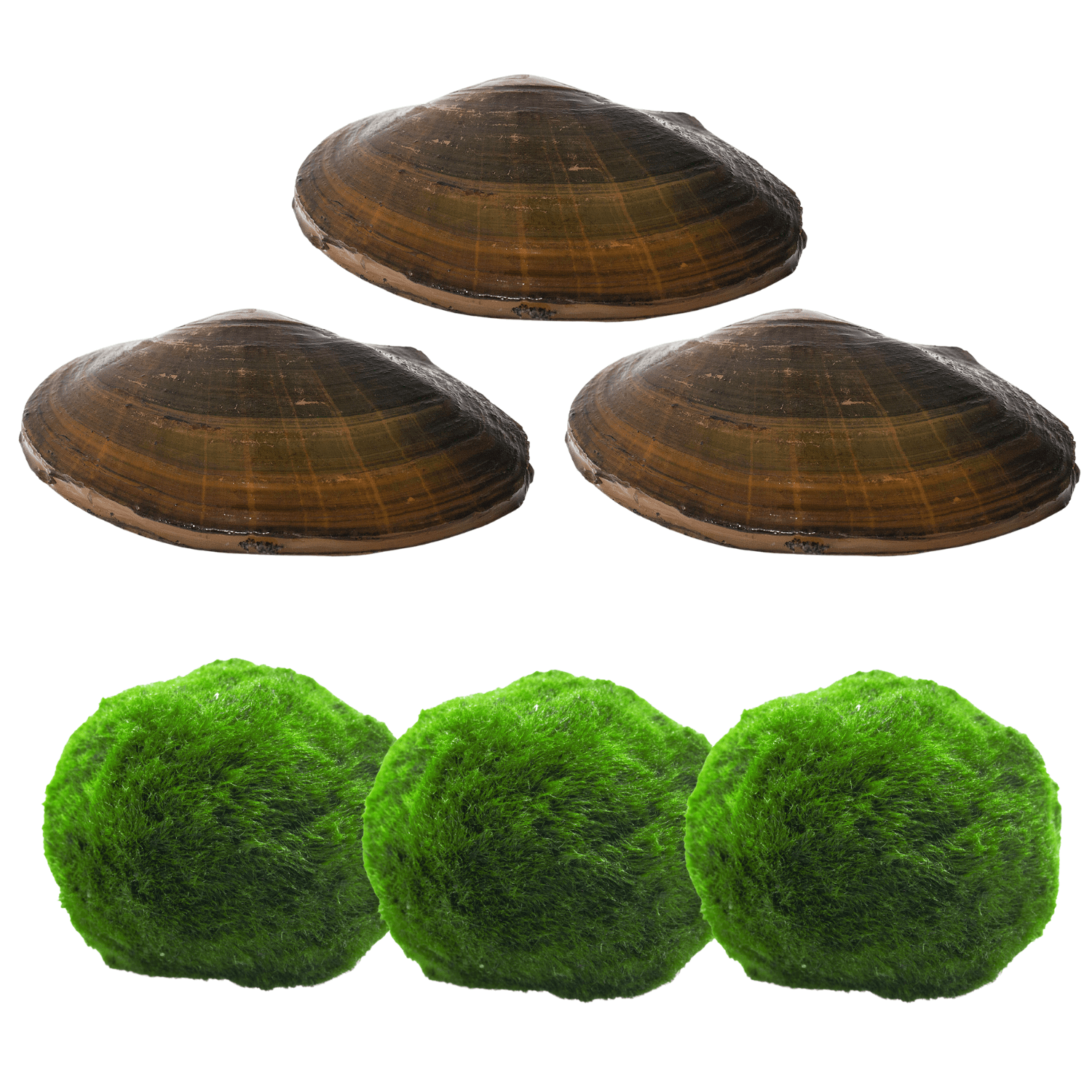 Natürlichers Teichfilter Set - 3x Japanischer Marimo Algenball & 3x Teichmuschel