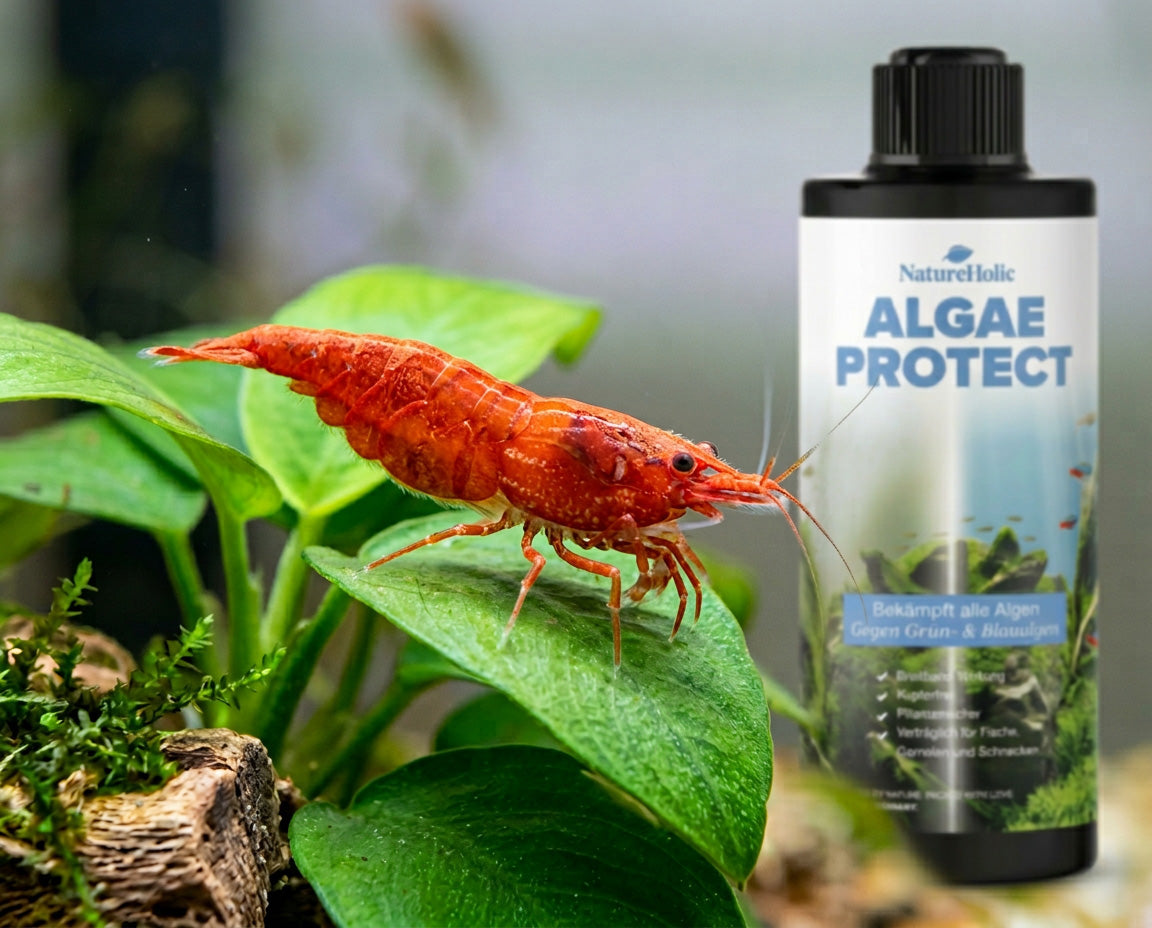 NatureHolic Algae Protect - Algen Entferner gegen die häufigsten Aquarium Algen 500ml