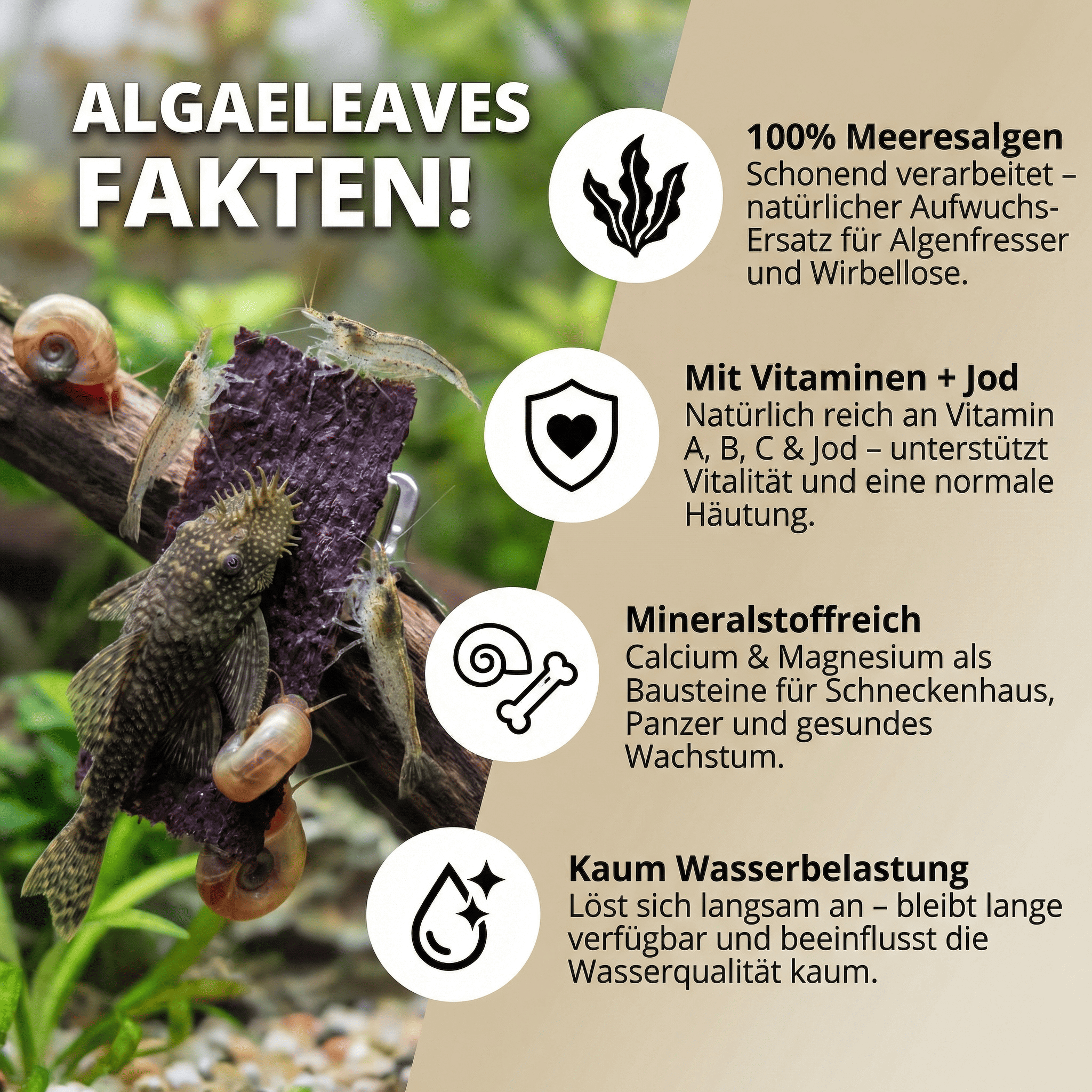 AlgaeLeaves
