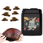 Teich Algenfrei Paket - 1x Teichzeit Pond UV Protect, 10x Spitzschlammschnecke & 10x Teichmuschel