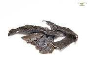 AlgaePlate - Naturbeschnitt - Aufwuchsfresser & Wochenendfutter für Wirbellose (Algenplatten) - 10g