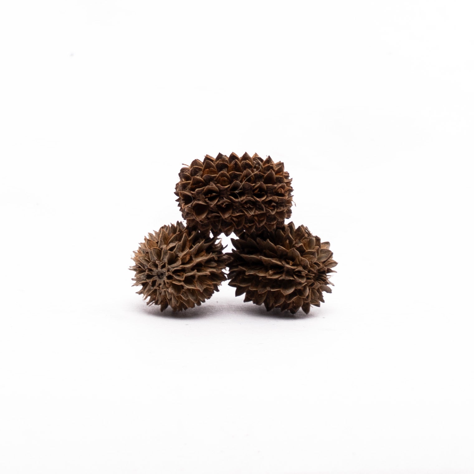 NatureHolic Casuarina Cones - 30g