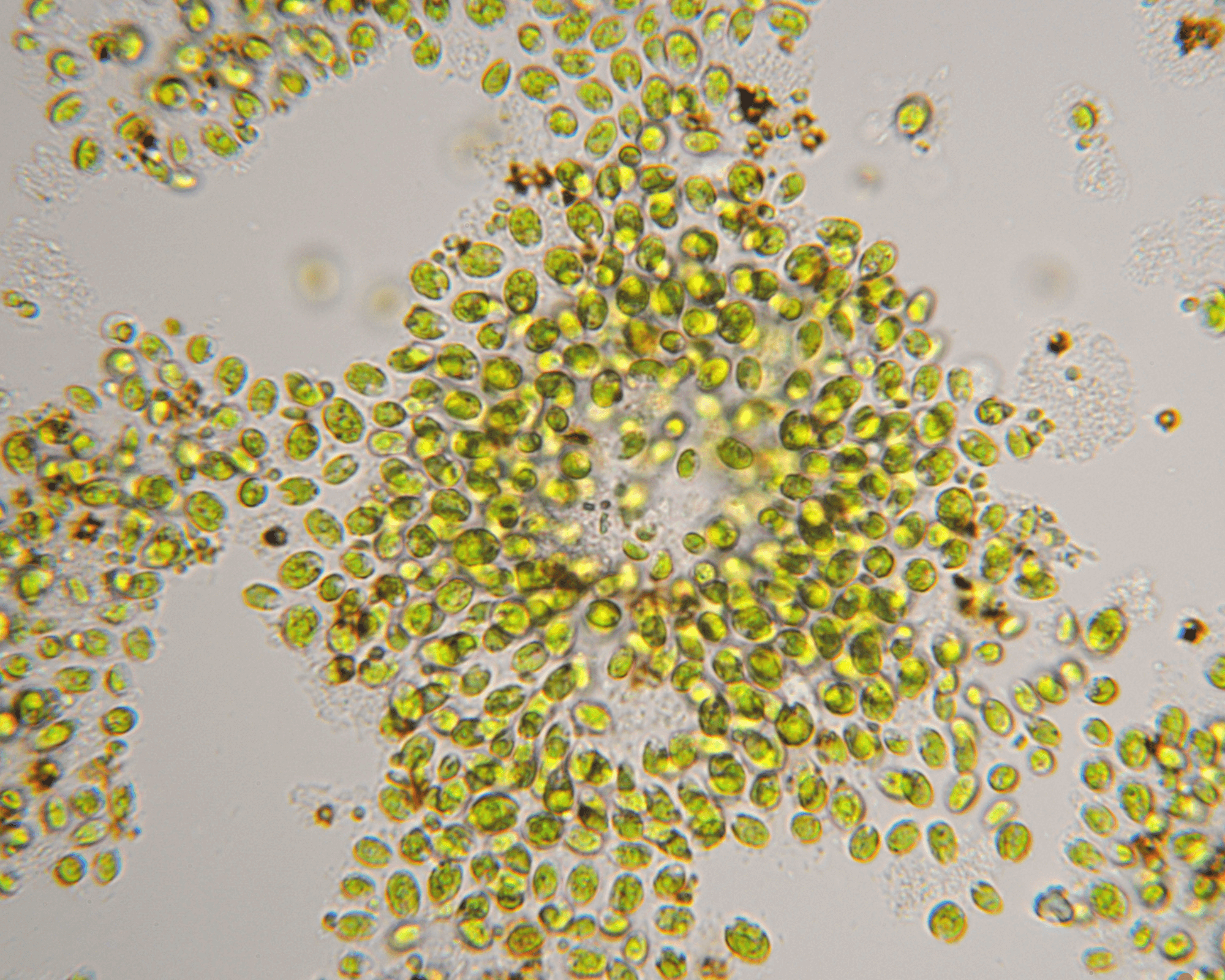 Chlorella Liquid Lebendkultur