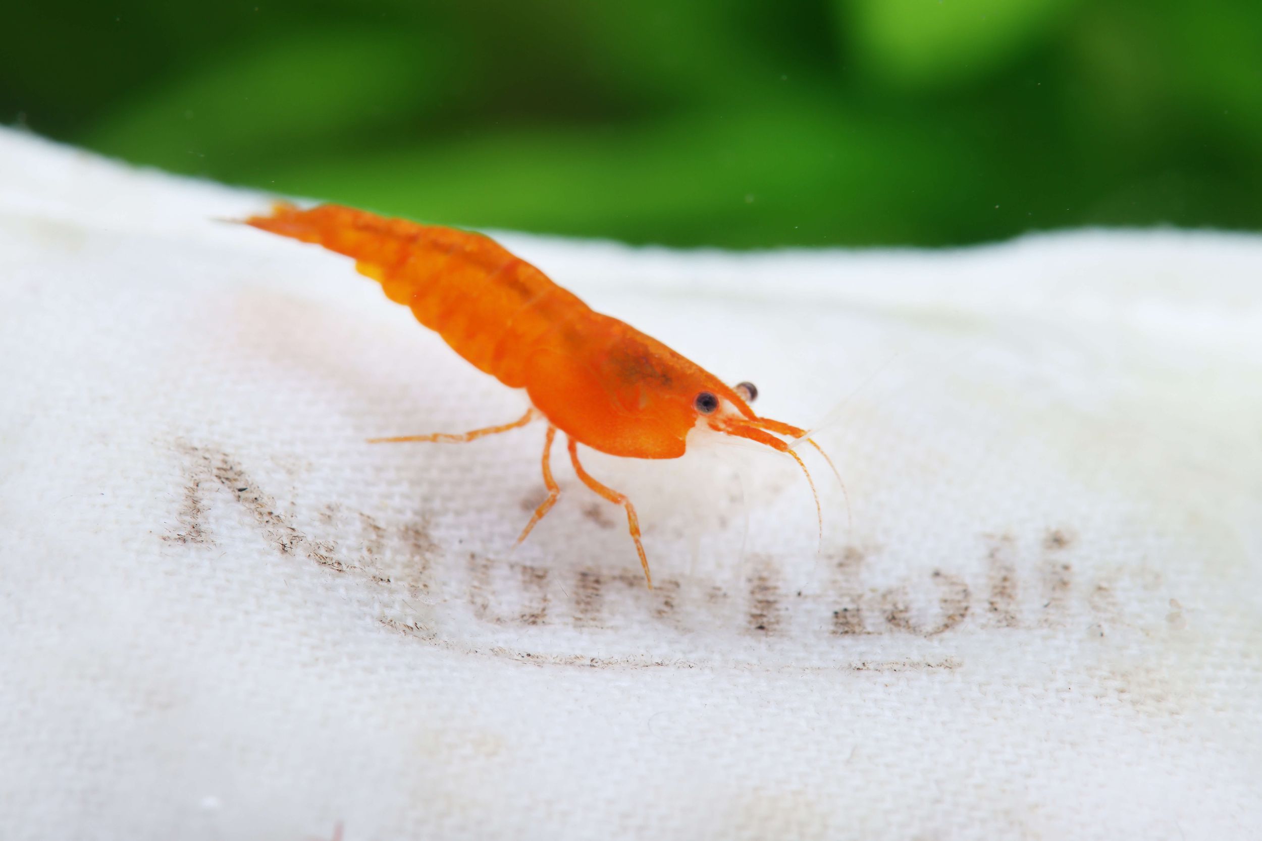 Micro Farm Shrimp