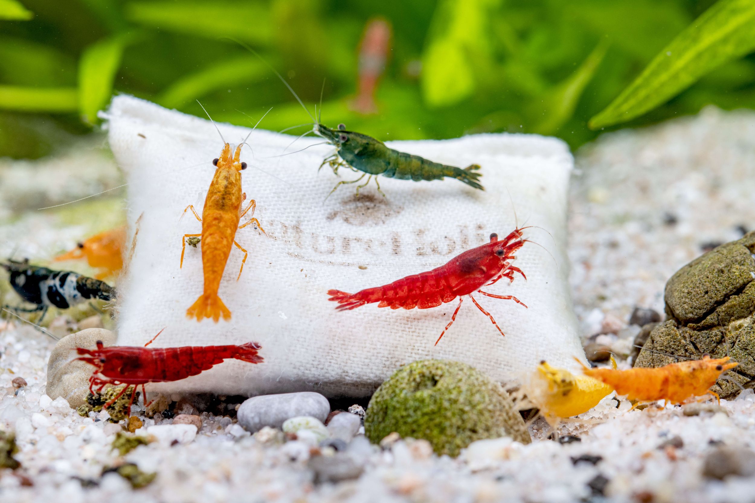 Micro Farm Shrimp