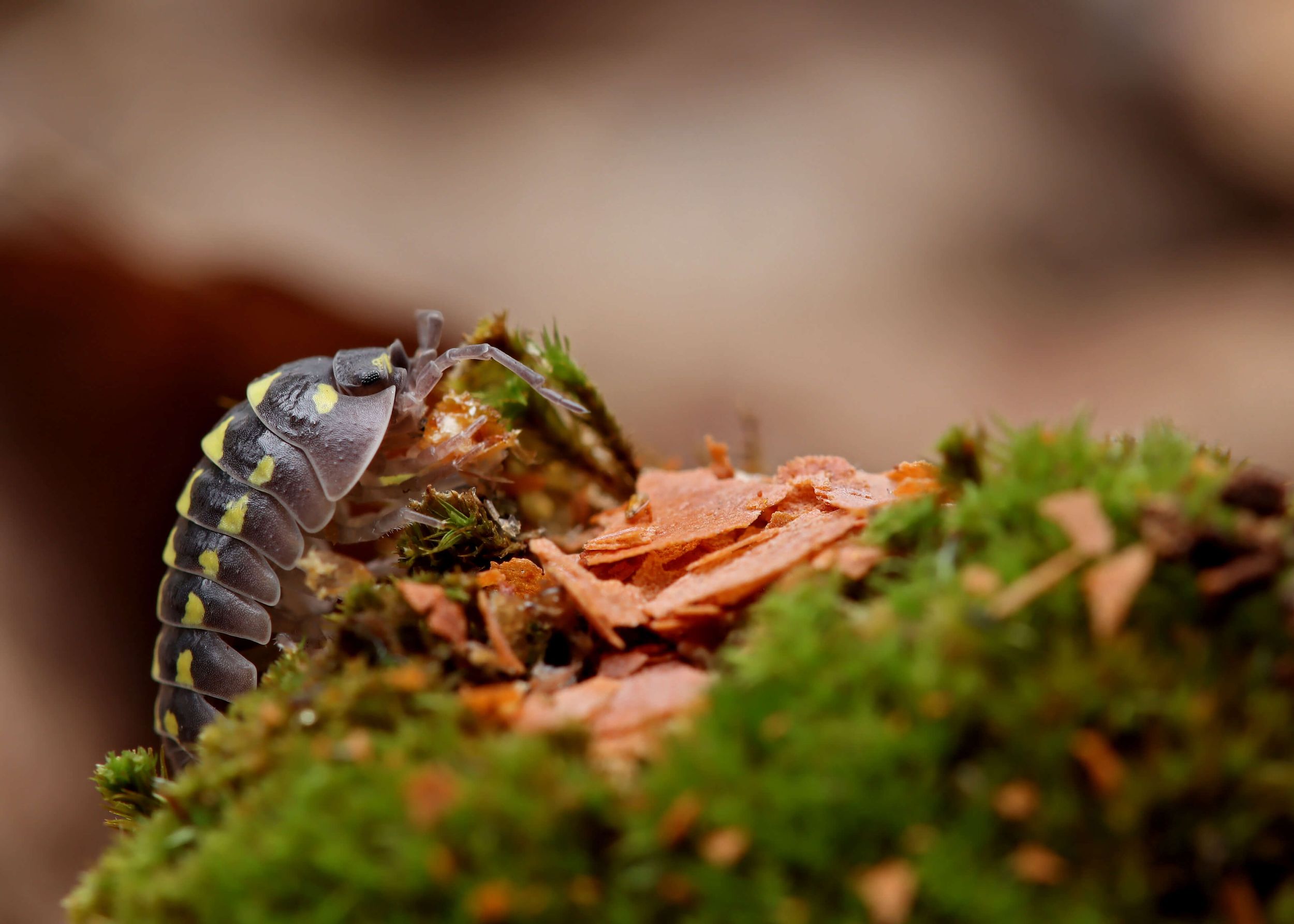 NatureHolic AsselFeed - Mischfutter für Asseln