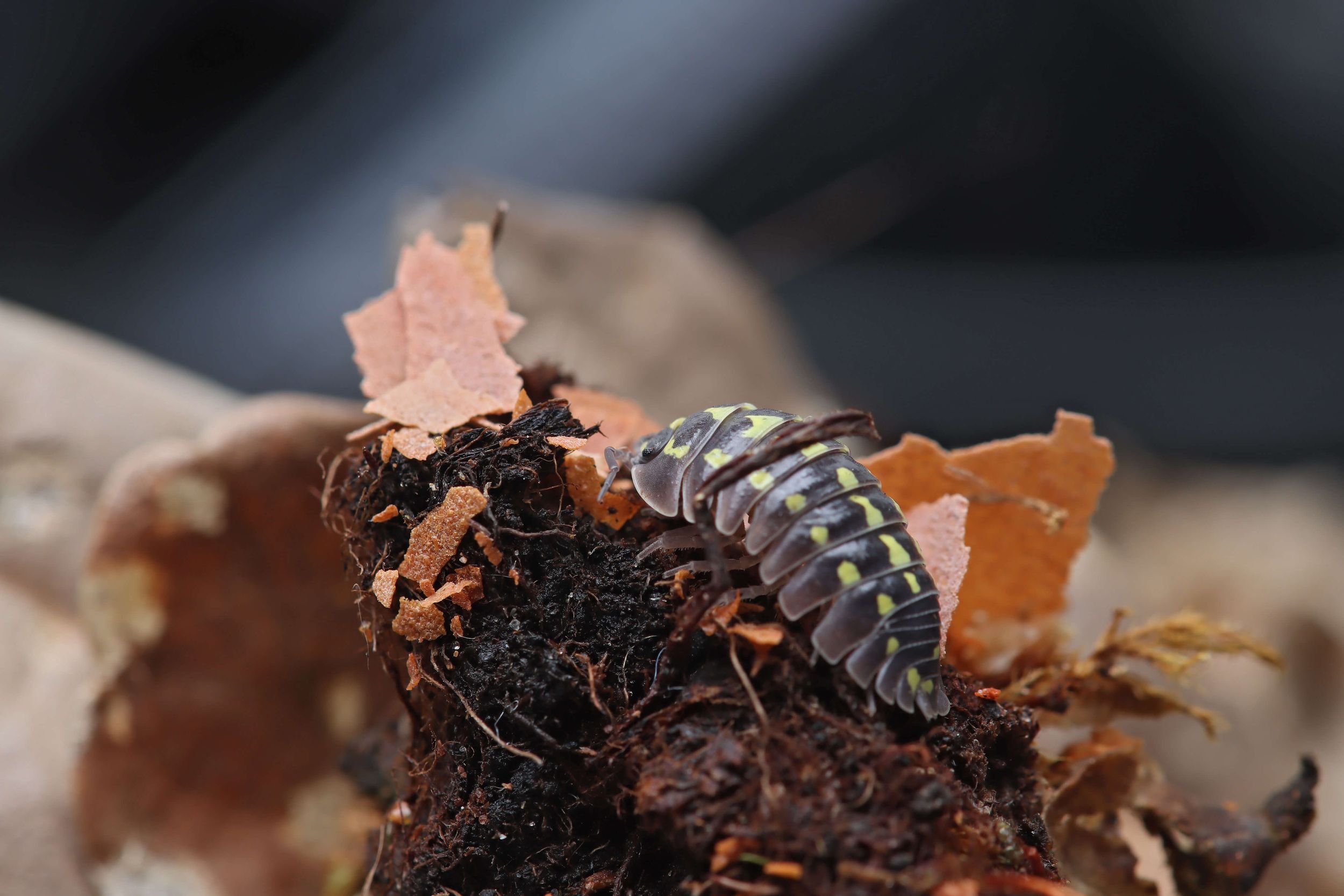 NatureHolic AsselFeed - Mischfutter für Asseln