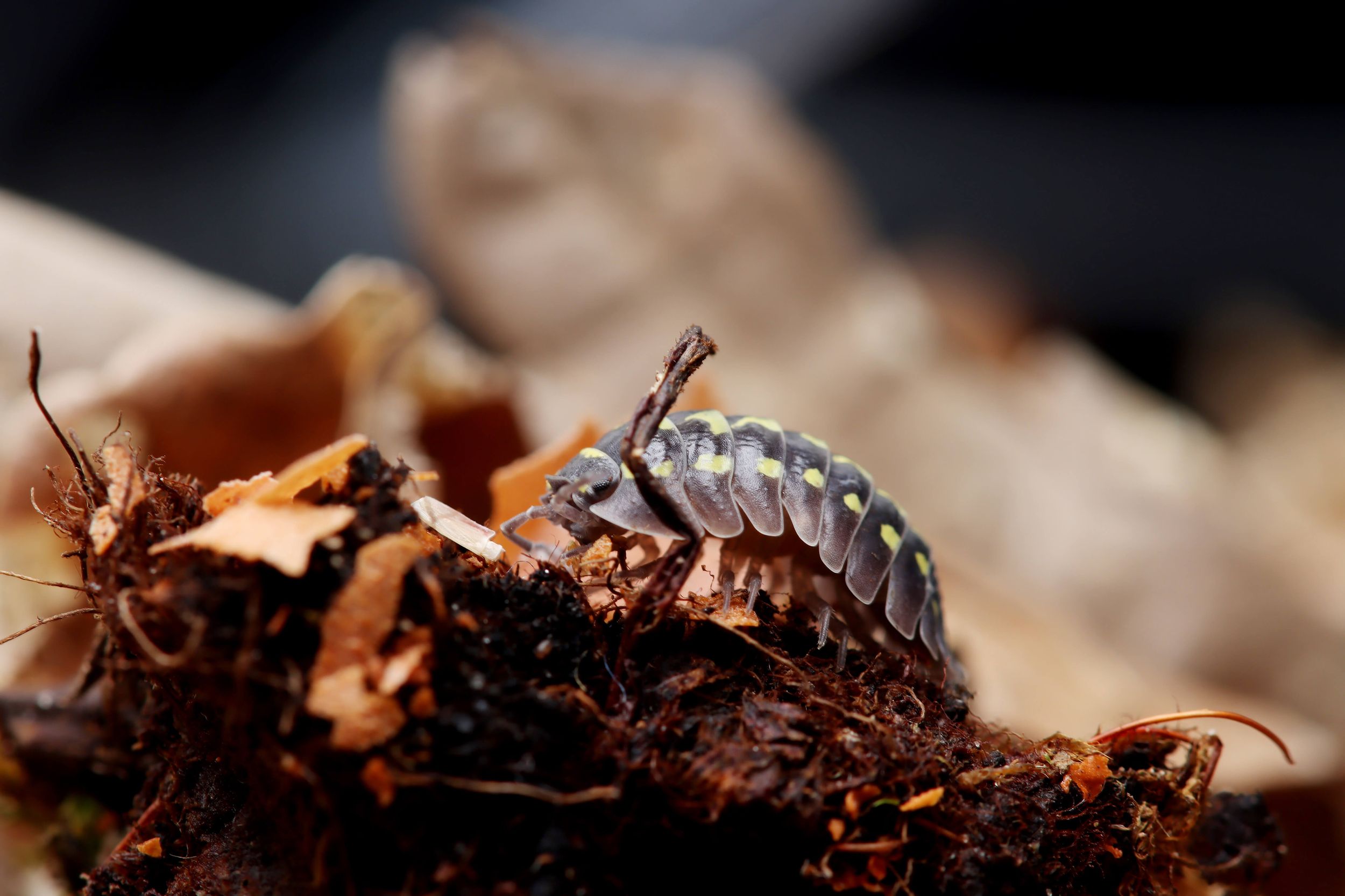 NatureHolic AsselFeed - Mischfutter für Asseln
