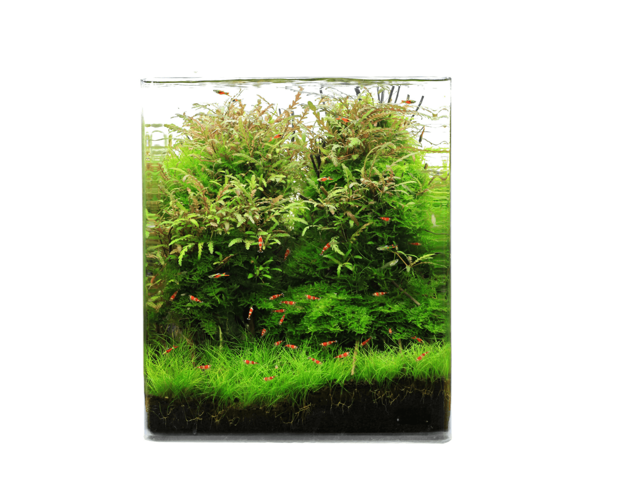 Crystal Clear Cube 12L