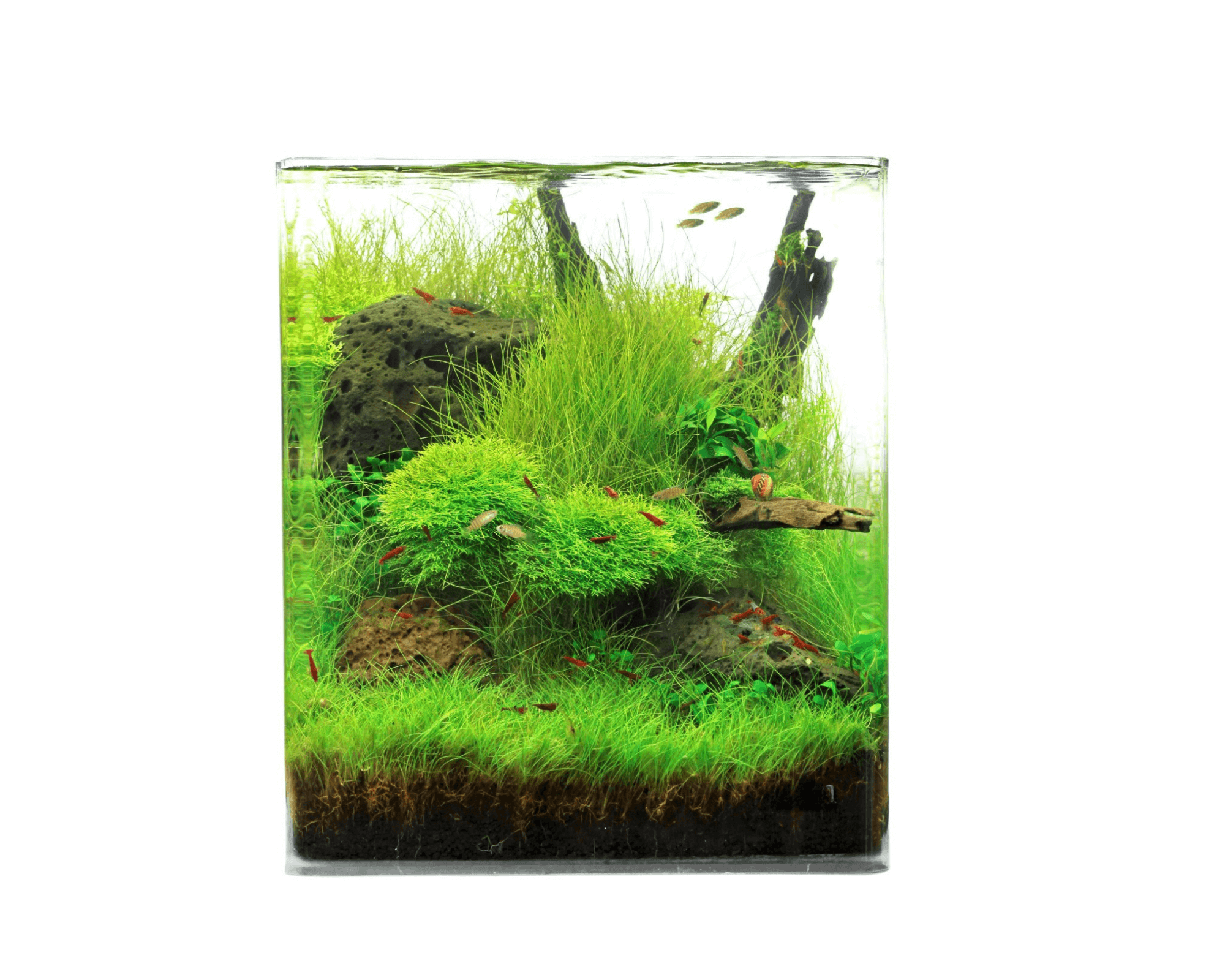 Crystal Clear Cube 20L