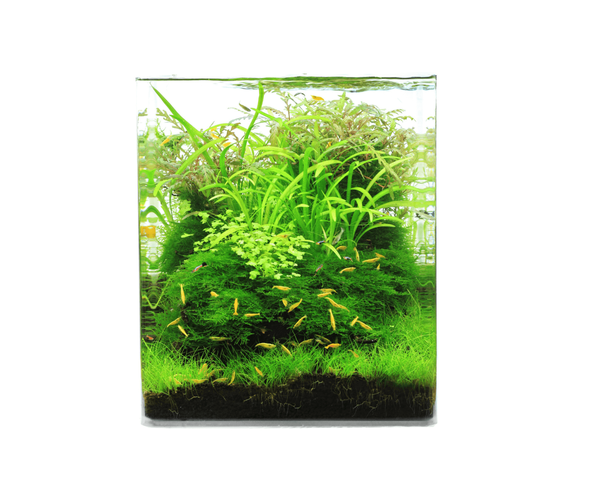 Crystal Clear Cube Weißglas