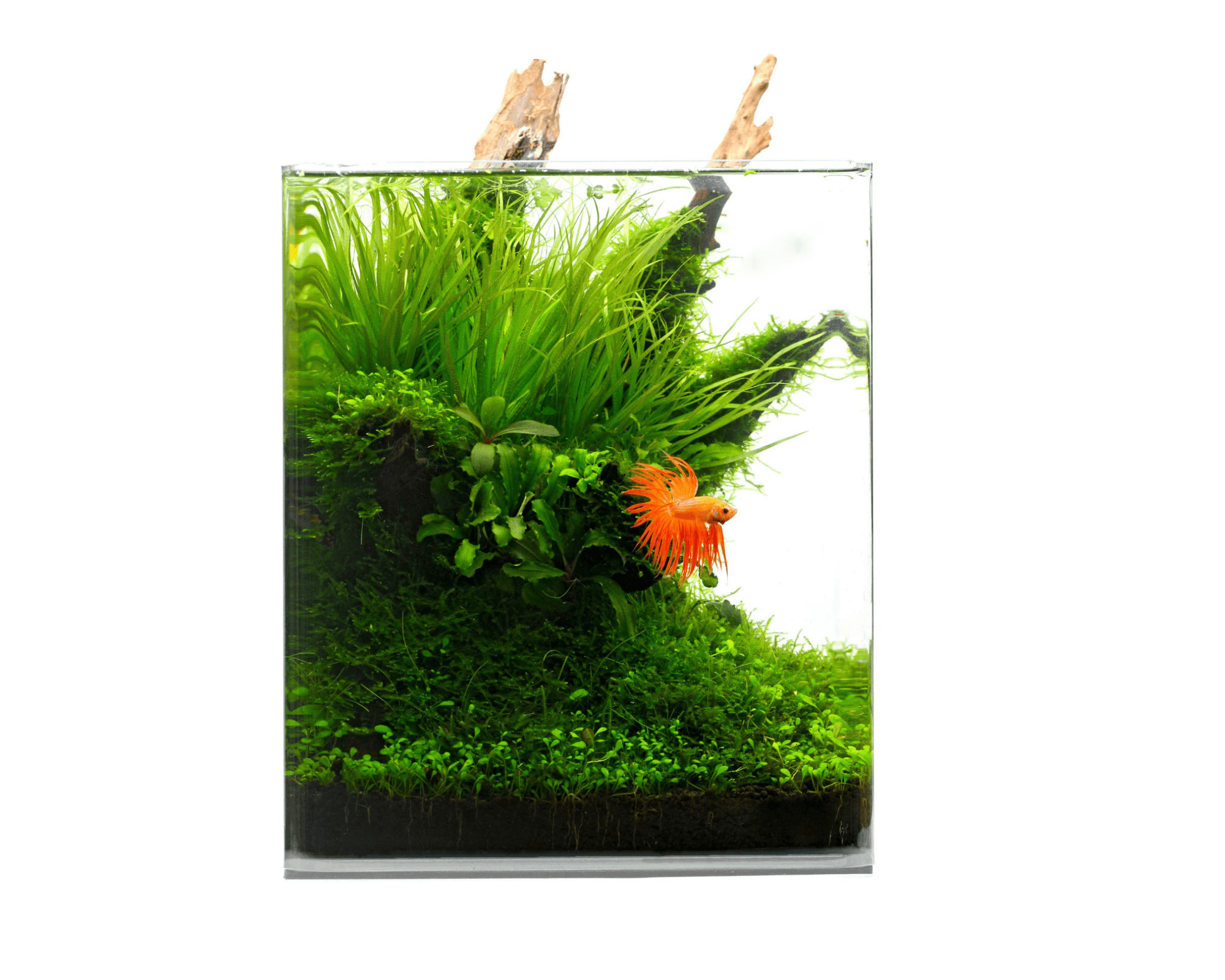 Crystal Clear Cube