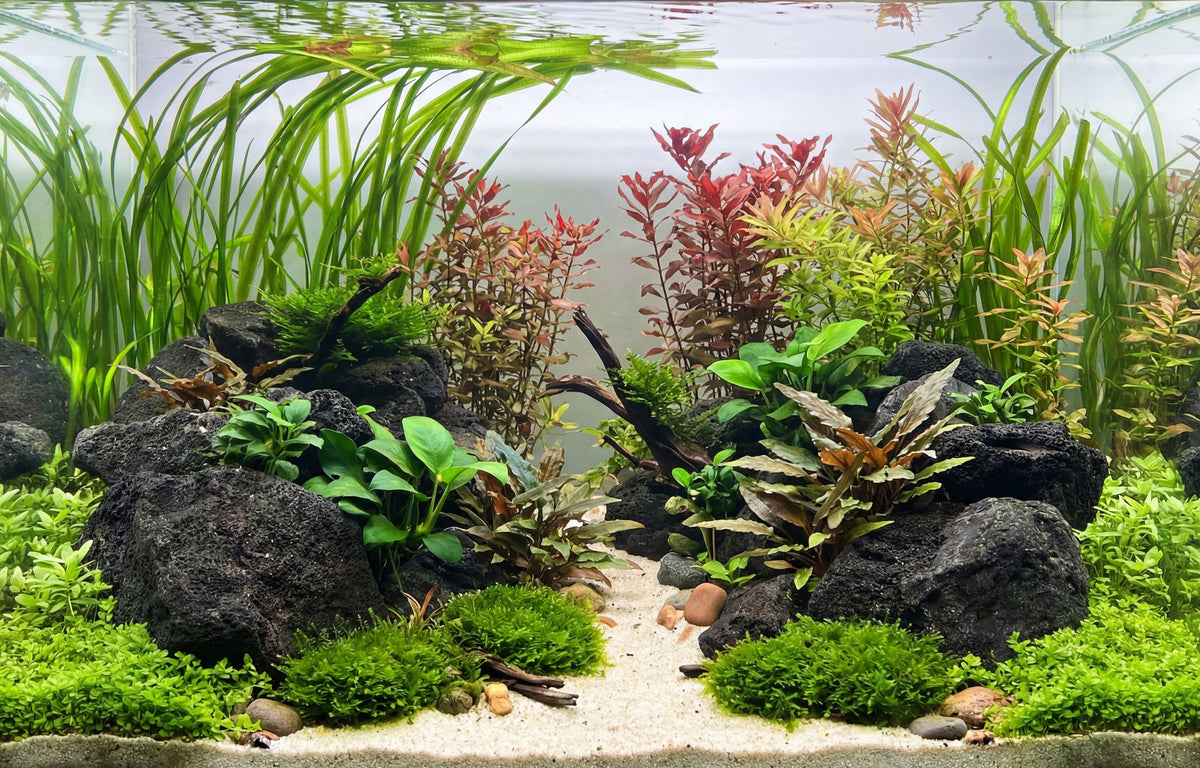 Premium Lavastein Dark - Stein für Aquarium & Terrarium - 250g Bruch