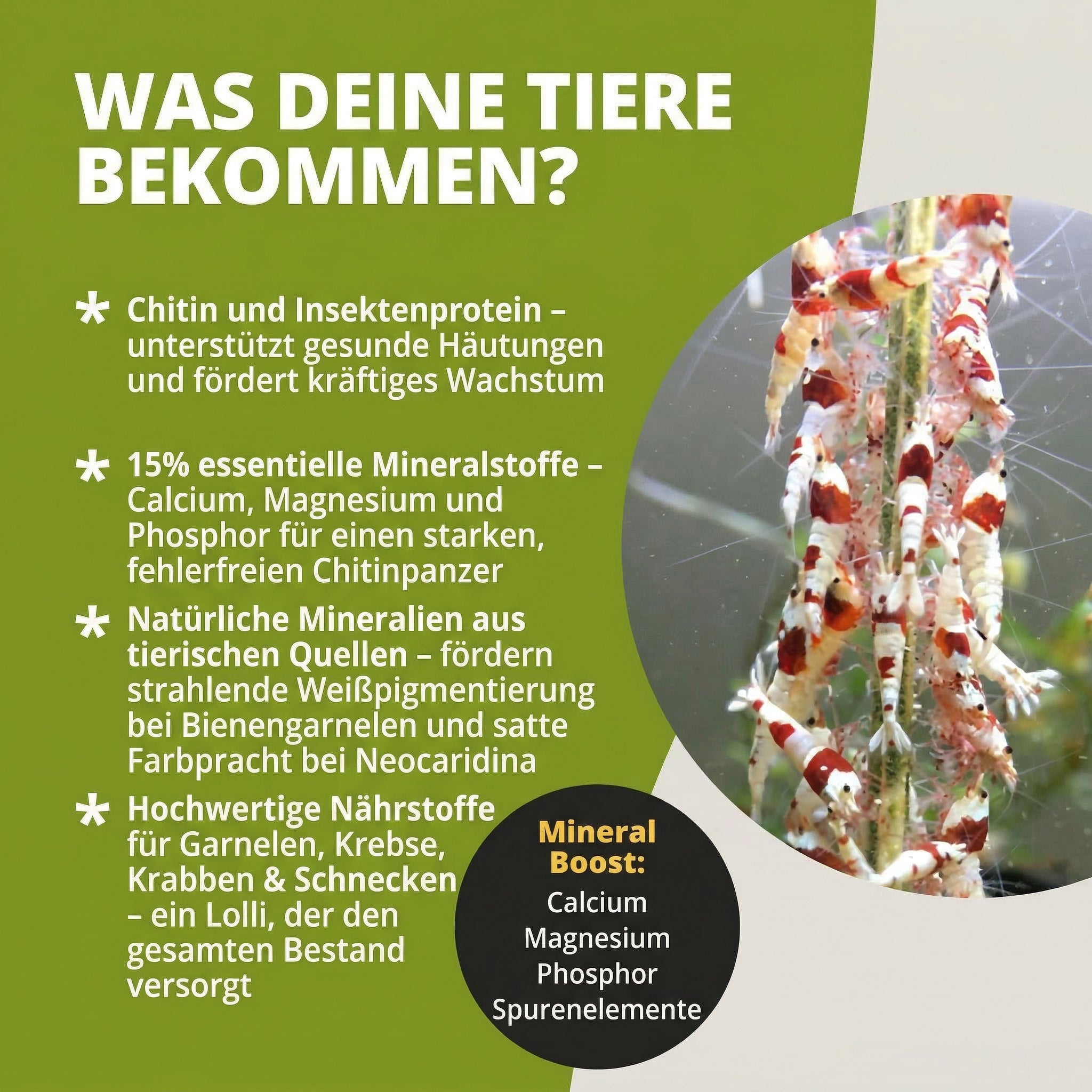NatureHolic - Garnelenlutscher „MineralBoost“ - Garnelenfutter 1 stk