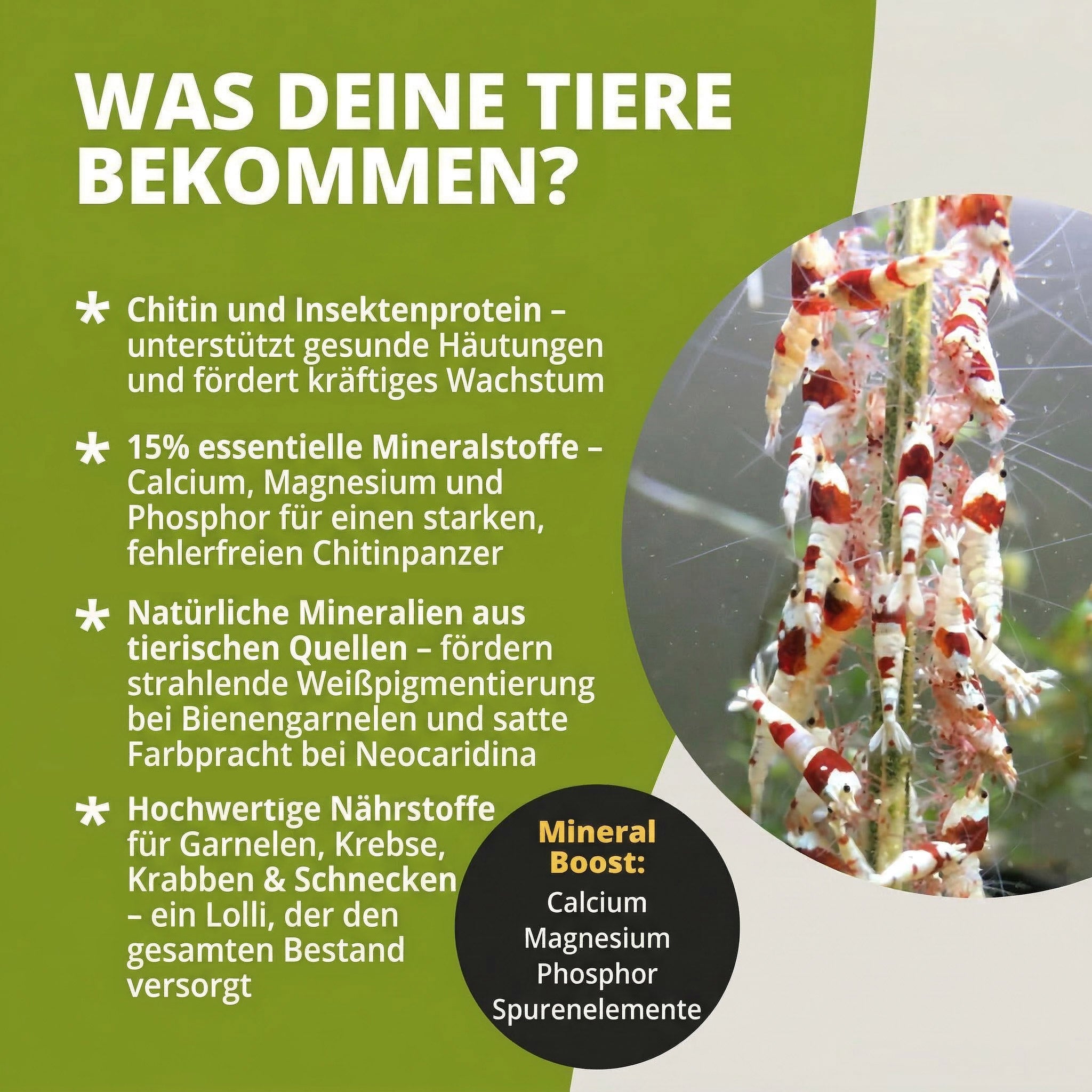 NatureHolic - Garnelen Lollies „MineralBoost“ - 5 Lollis fürs Aquarium