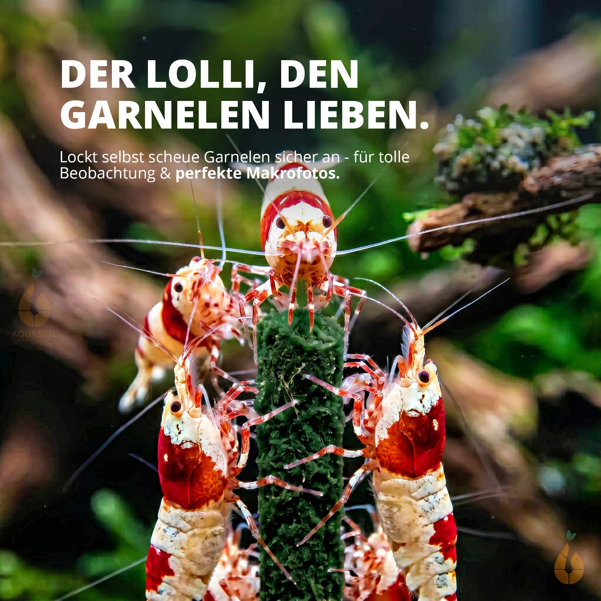 NatureHolic - Garnelen Lollies „Spirulinapower“ - 5 Lollis fürs Aquarium