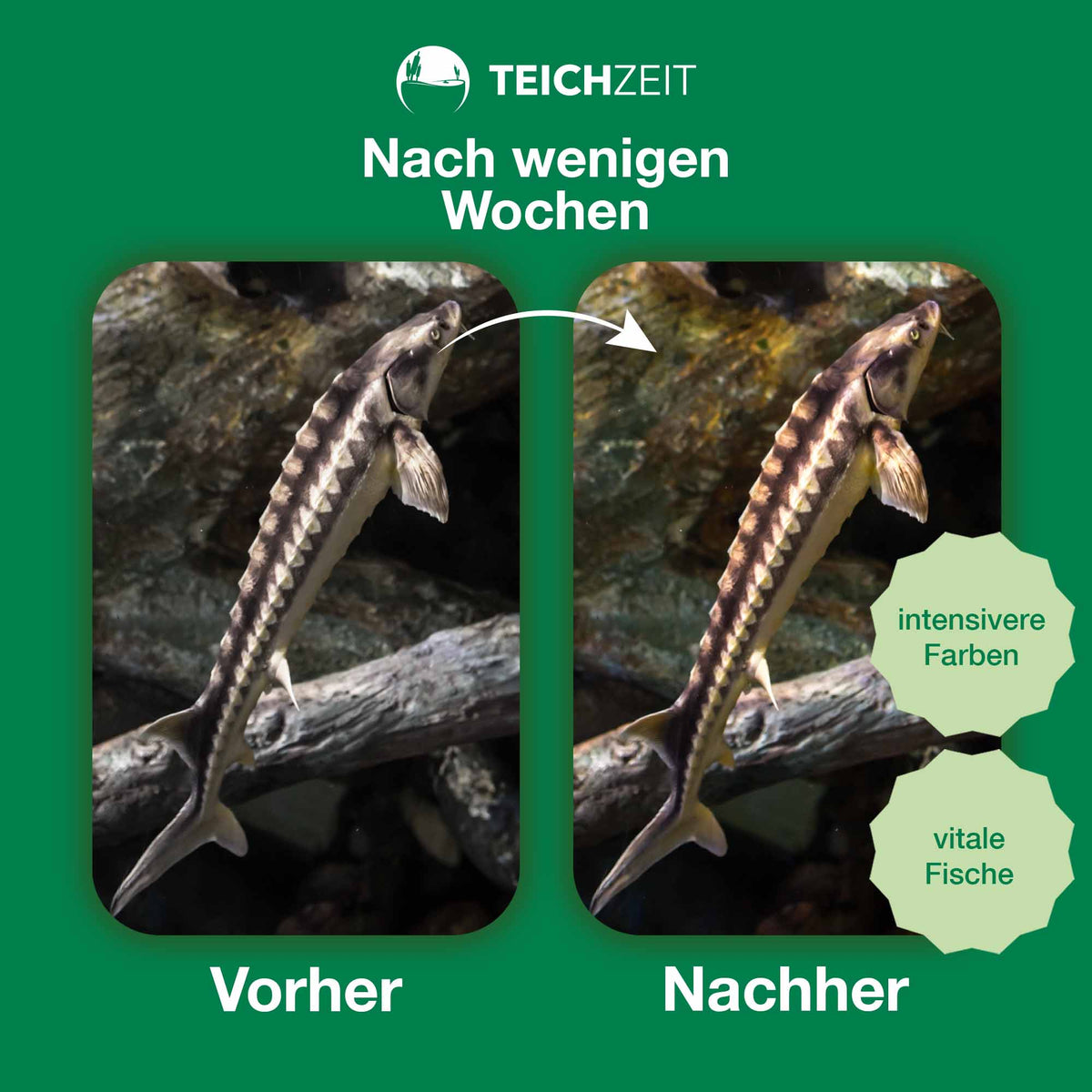 Teichzeit - Biotop Futter Sink