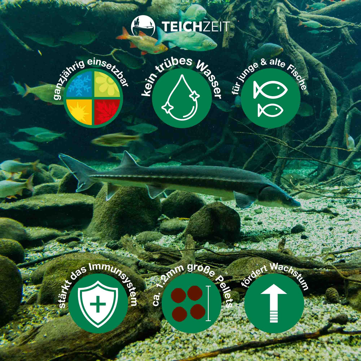 Teichzeit - Biotop Futter Sink