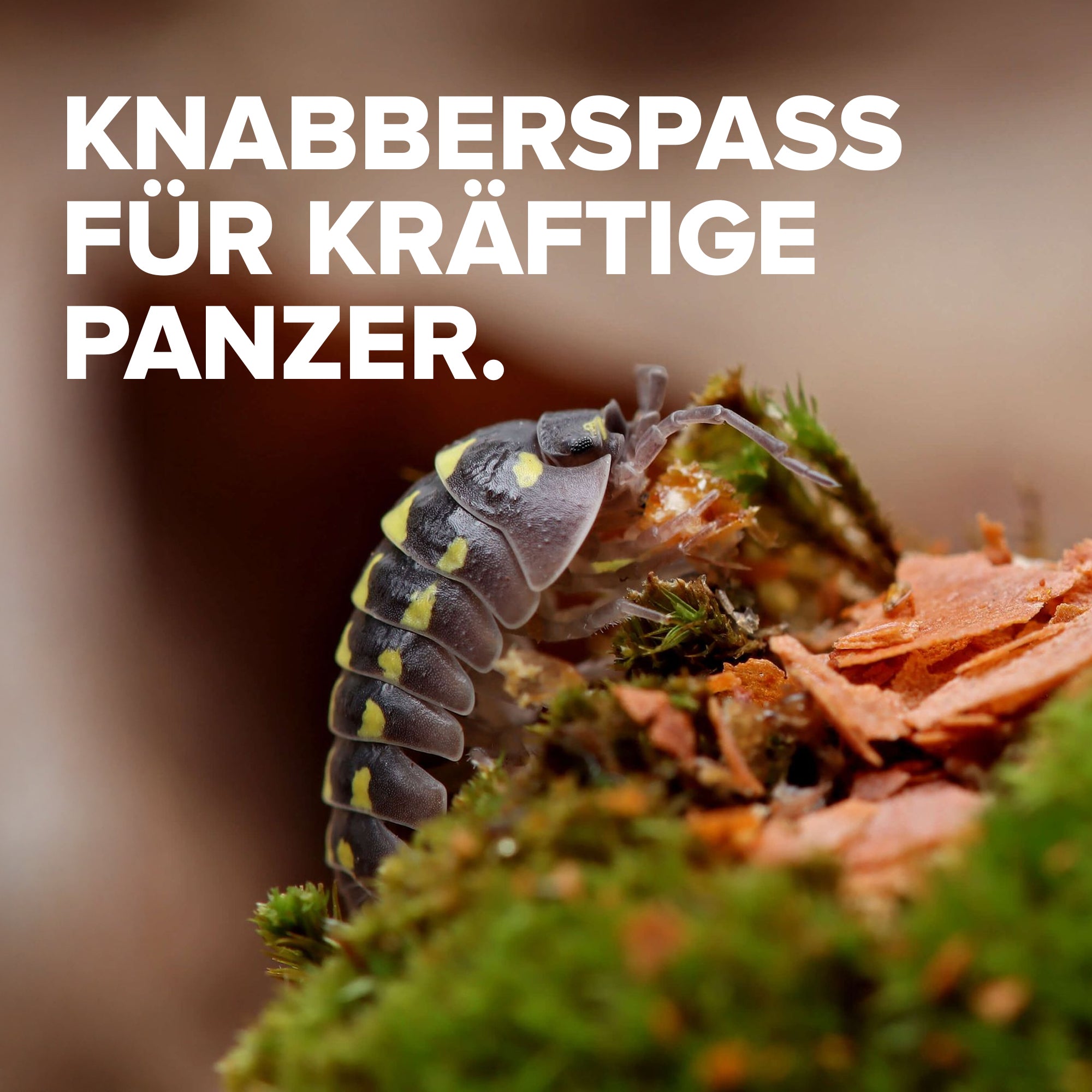 NatureHolic AsselFeed - Mischfutter für Asseln