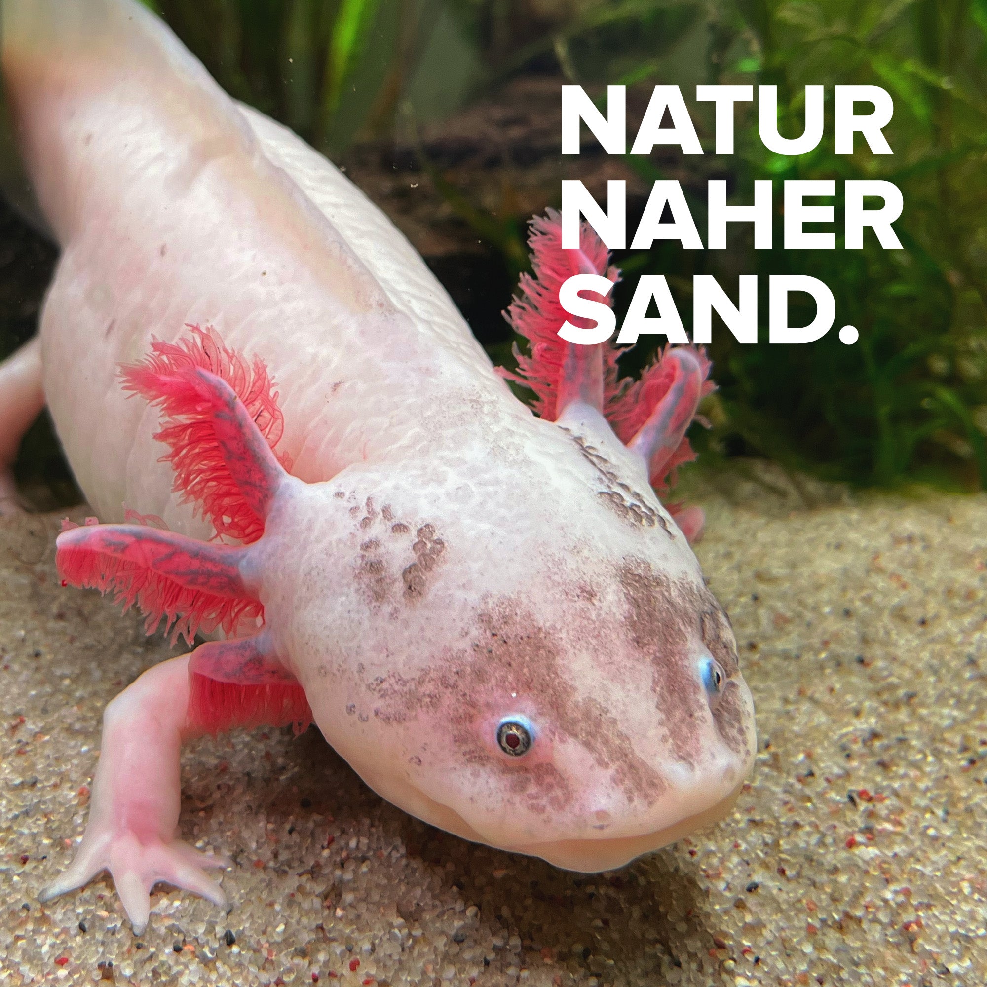 Axolotl Sand - 10kg Natursand für Axolotl