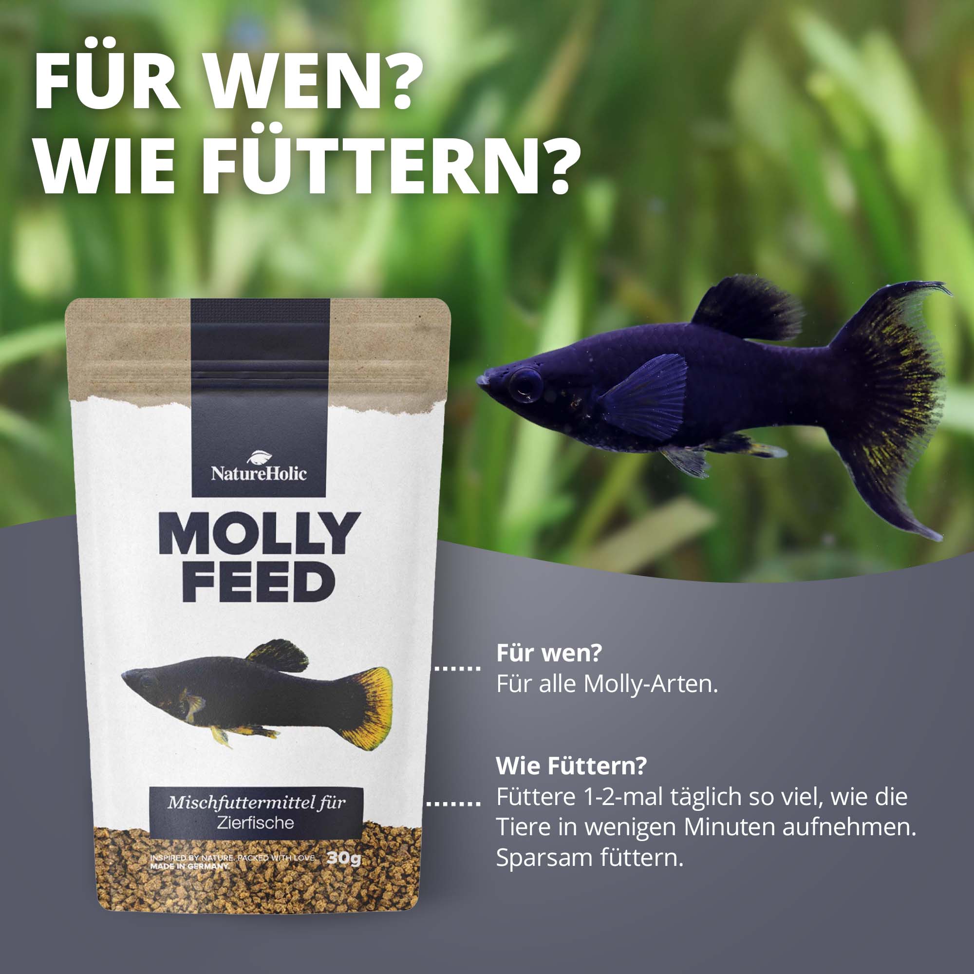 MollyFeed