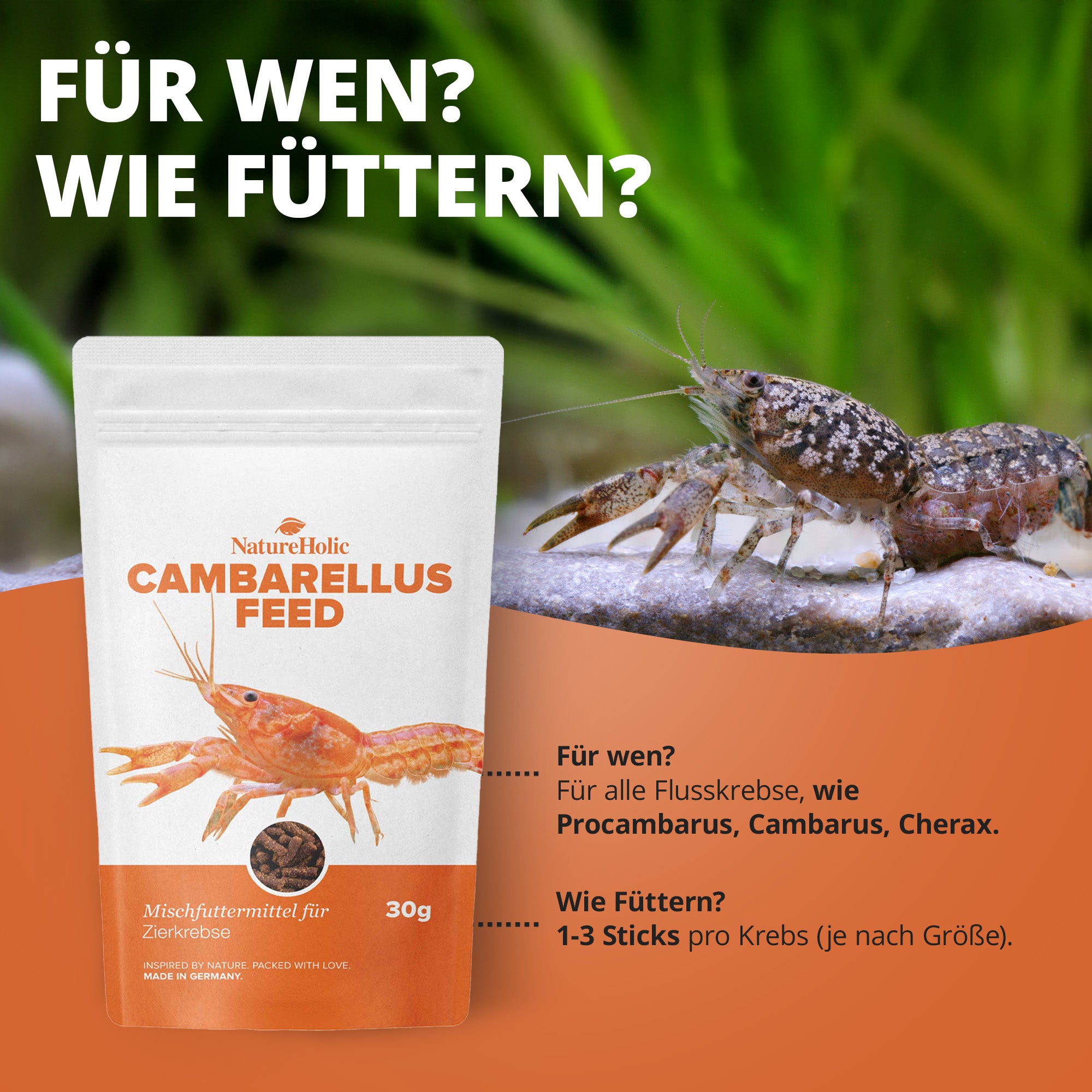 Cambarellusfeed