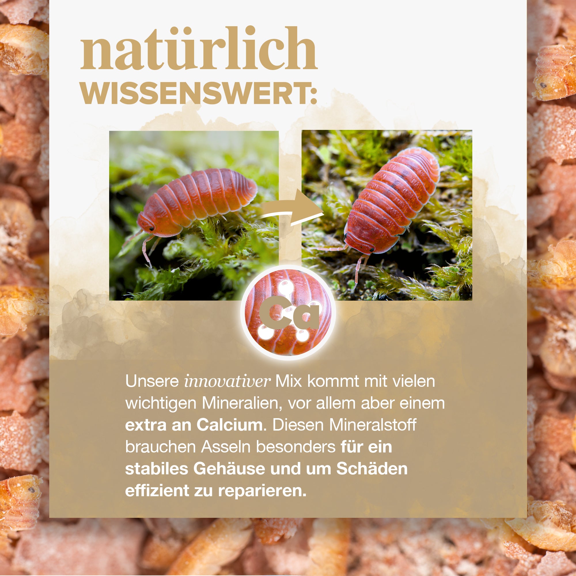NatureHolic AsselFeed - Mischfutter für Asseln