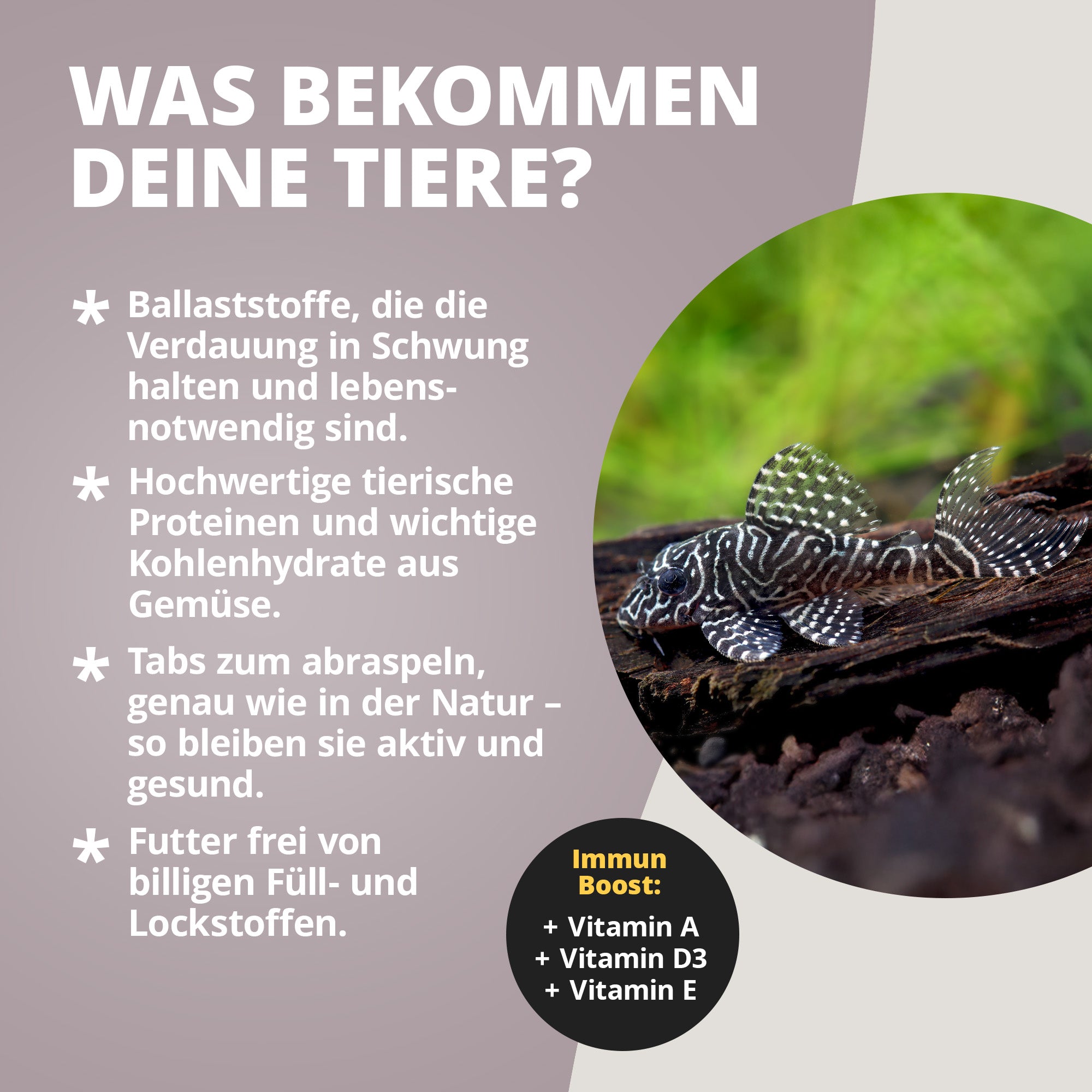 Welsfeed