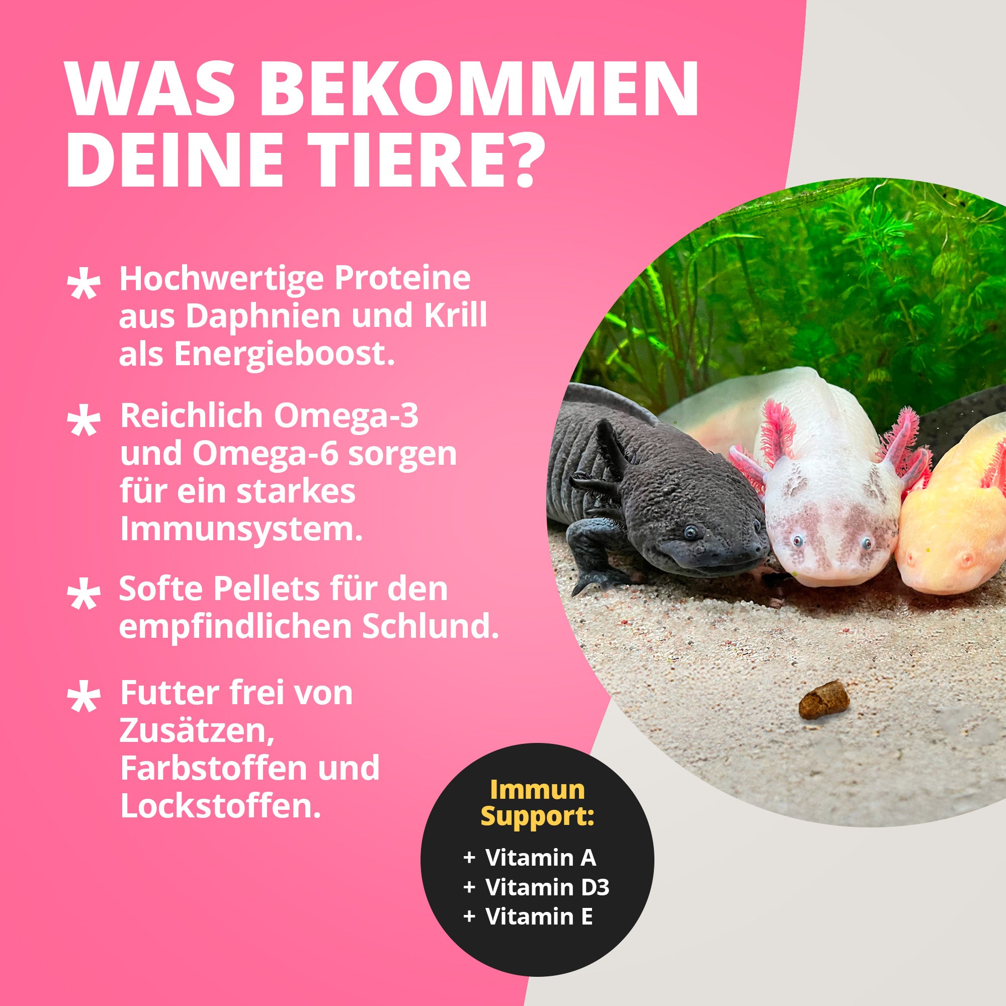 AxolotlFeed Spezialfutter