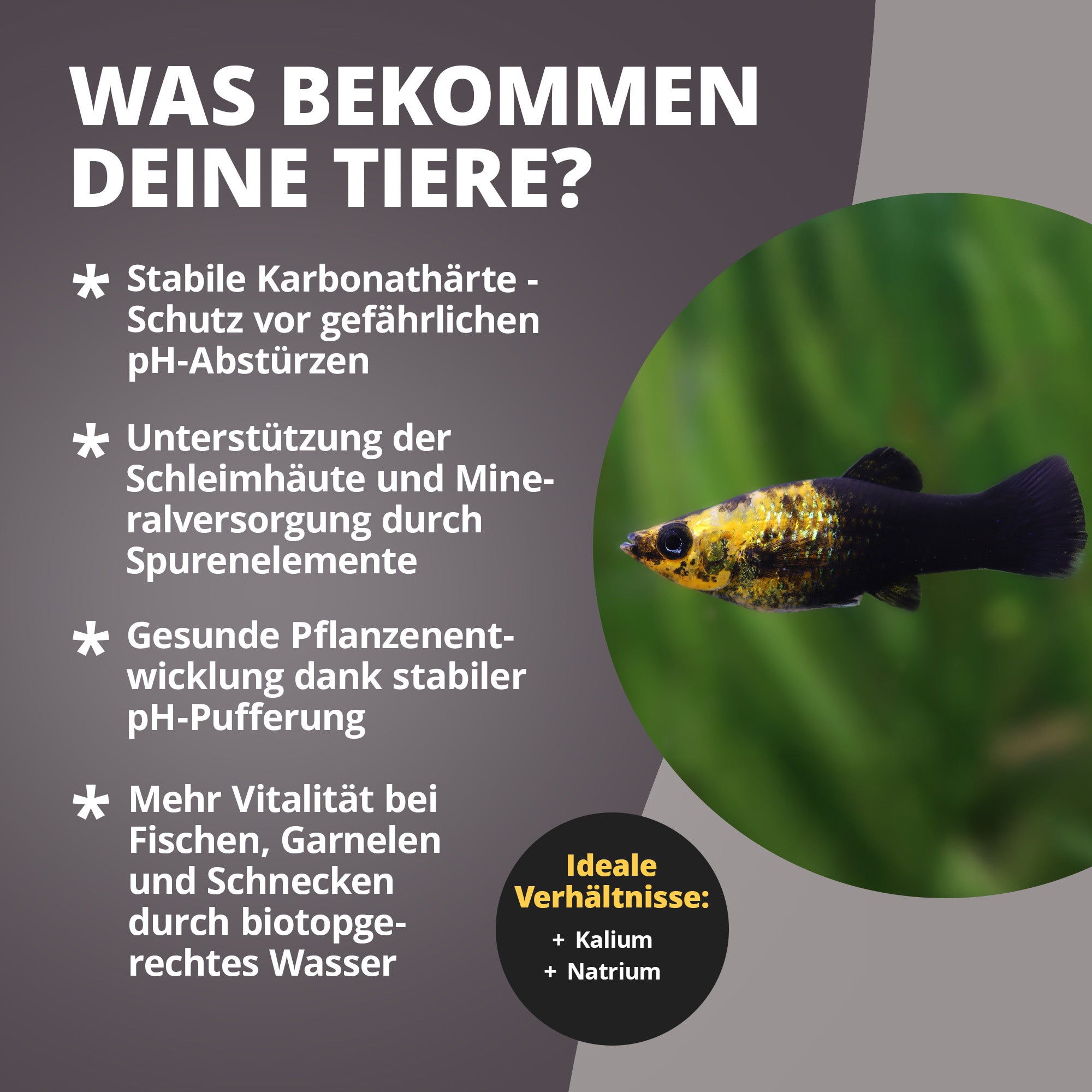 KH Salt Aufhärtesalz