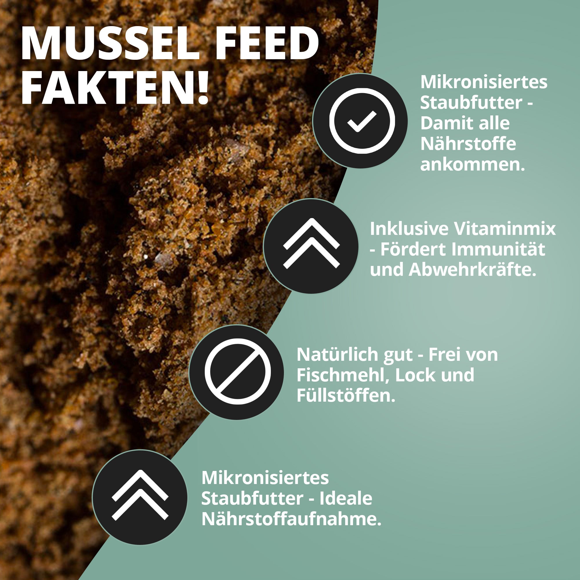 Muschelfeed