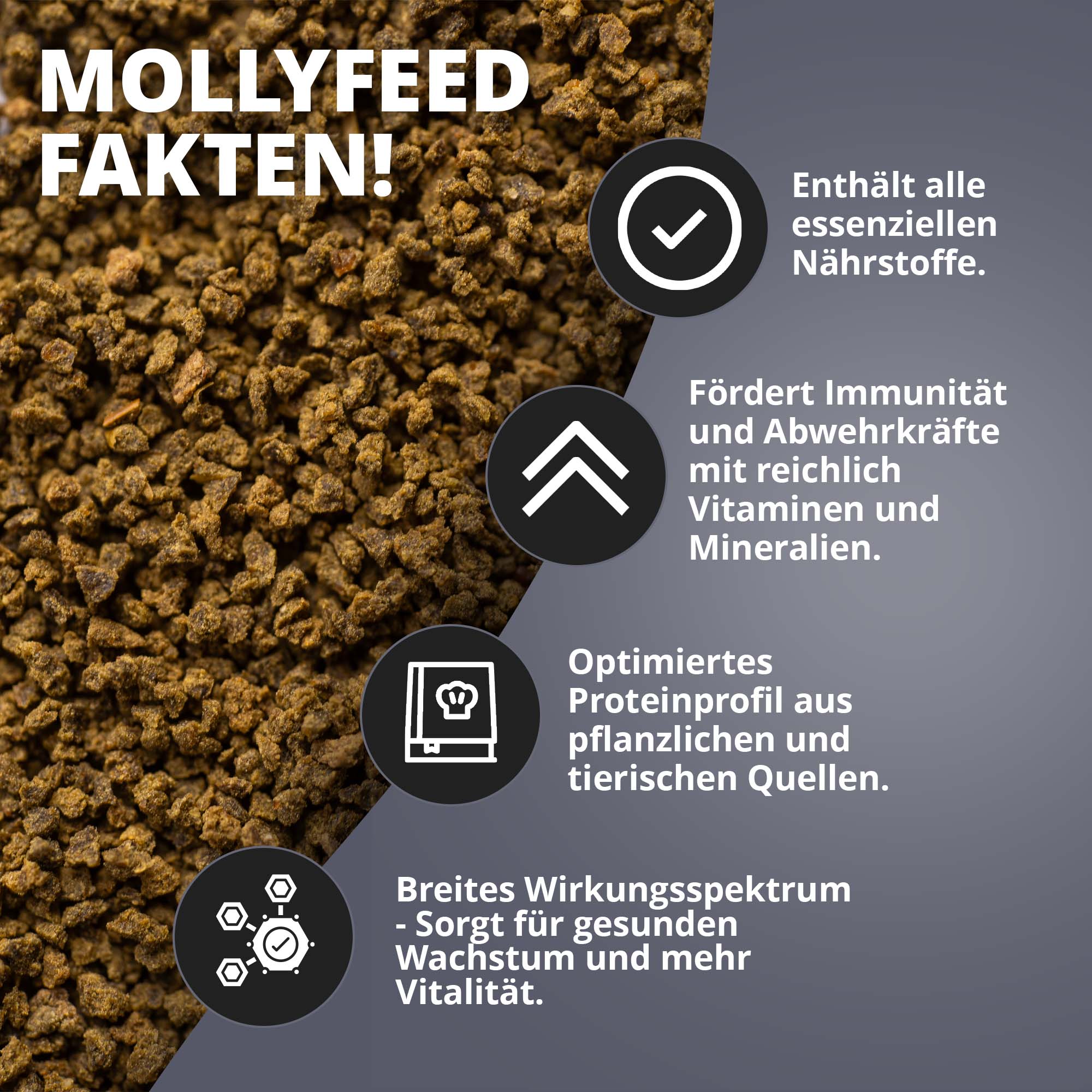 MollyFeed