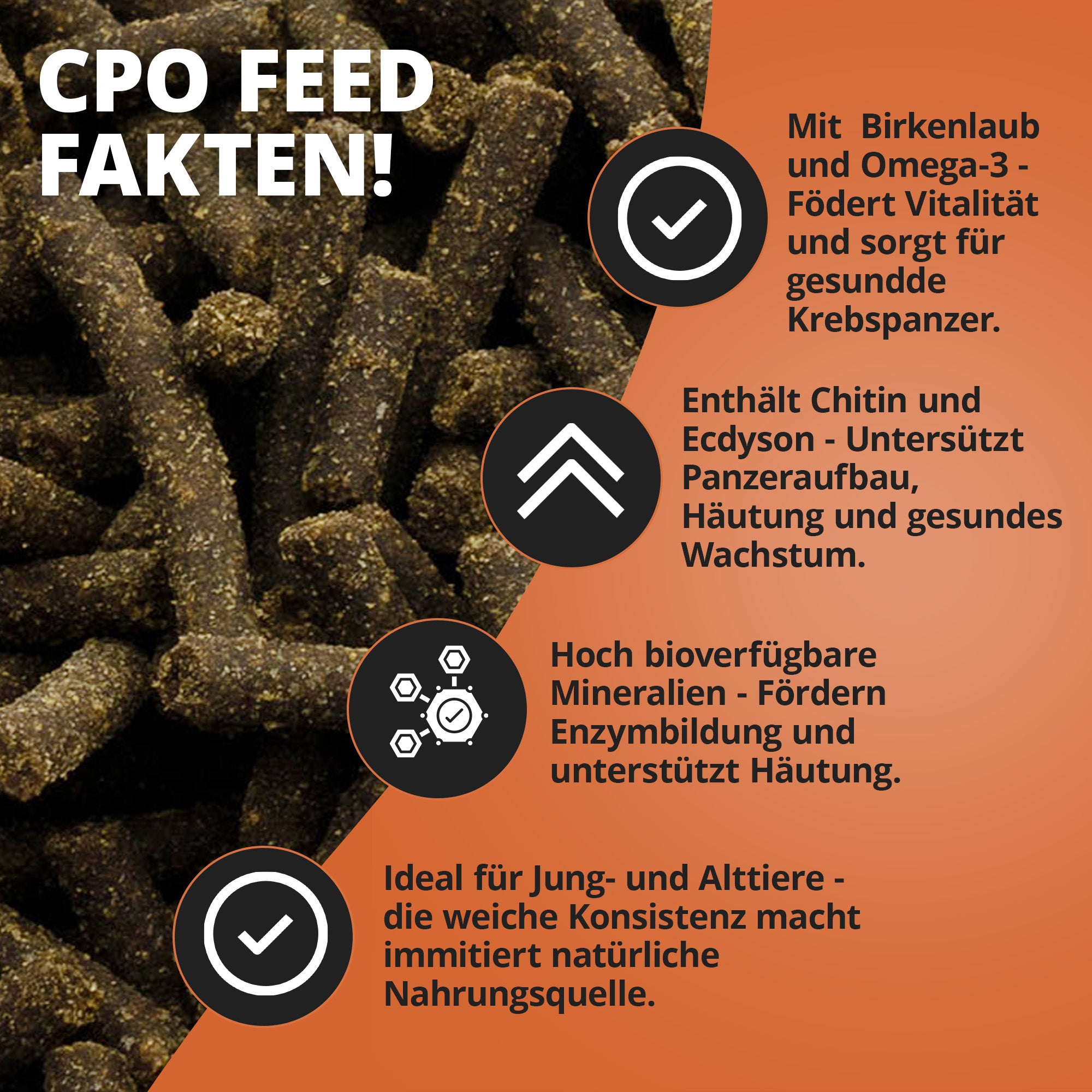Cambarellusfeed
